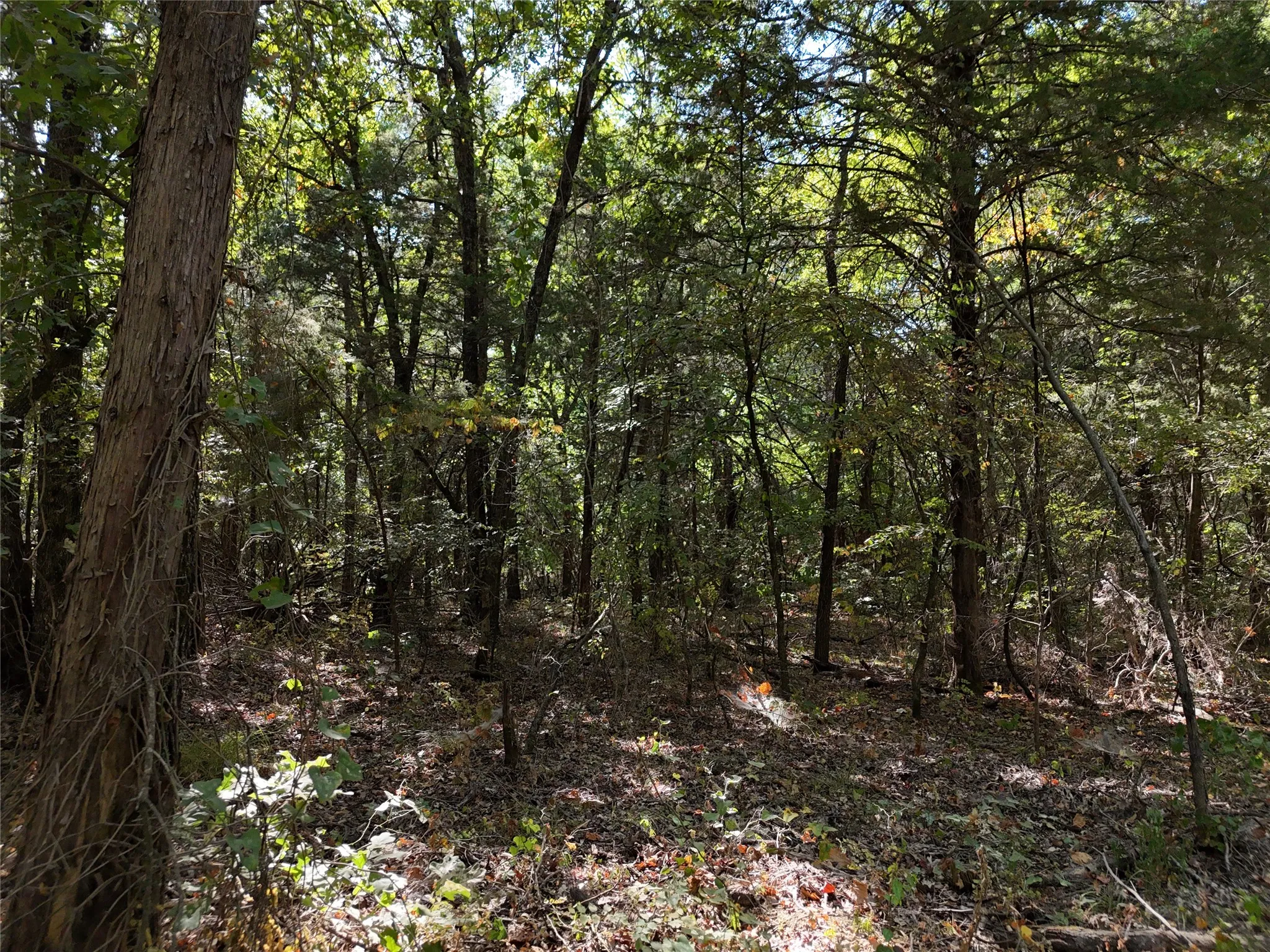 Unimproved Land For Sale in Fannin County , 001701 CR 2770, Honey Grove, Texas 75446, 0, 0, Garage spaces, 0 Sqft, built in 0, mls#21367949, Real Estate Agent in Honey Grove, Homes For Sale in Fannin county, Homes For Sale in Honey Grove, Realtor in Honey Grove Texas, Real Estate Brokerage Independent Realty Texas, Luminita Cordes Realtor
