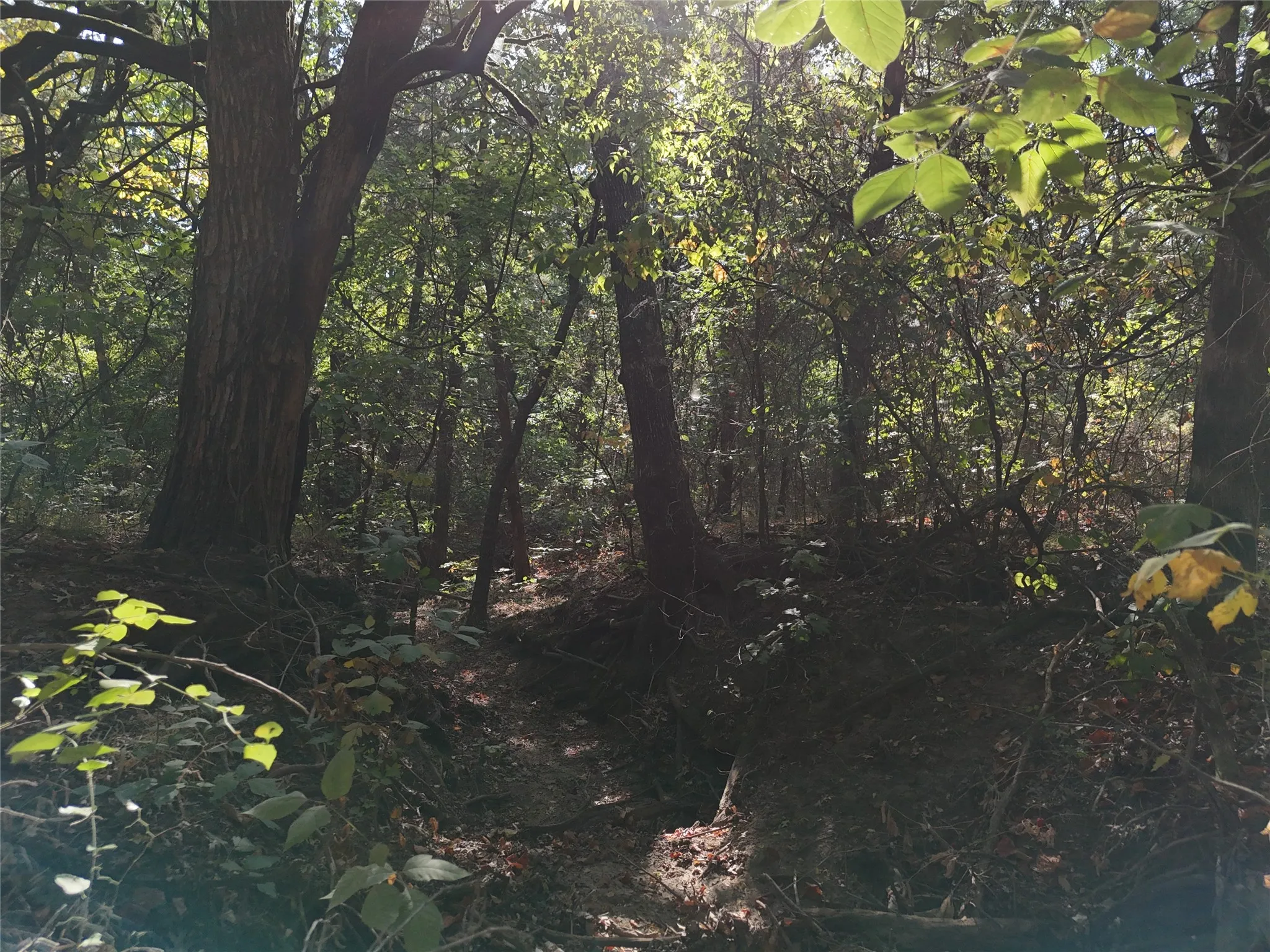 Unimproved Land For Sale in Fannin County , 001701 CR 2770, Honey Grove, Texas 75446, 0, 0, Garage spaces, 0 Sqft, built in 0, mls#21367949, Real Estate Agent in Honey Grove, Homes For Sale in Fannin county, Homes For Sale in Honey Grove, Realtor in Honey Grove Texas, Real Estate Brokerage Independent Realty Texas, Luminita Cordes Realtor