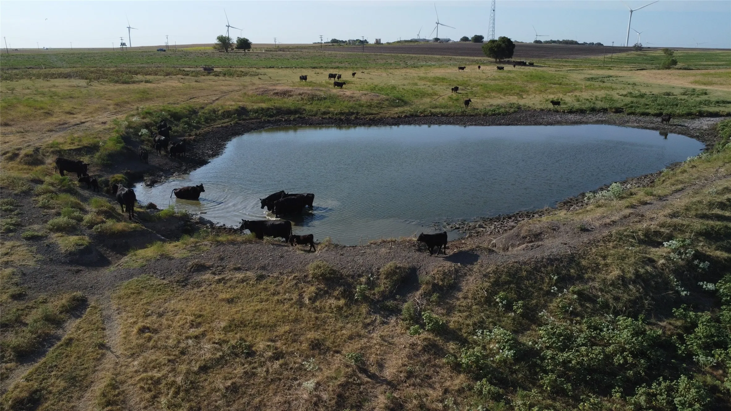 Unimproved Land For Sale in Cooke County , 1630 Fm 1198, Muenster, Texas 76252, 0, 0, Garage spaces, 0 Sqft, built in 0, Price $1,499,999, mls#21367943, Real Estate Agent in Muenster, Homes For Sale in Cooke county, Homes For Sale in Muenster, Realtor in Muenster Texas, Real Estate Brokerage Independent Realty Texas, Luminita Cordes Realtor