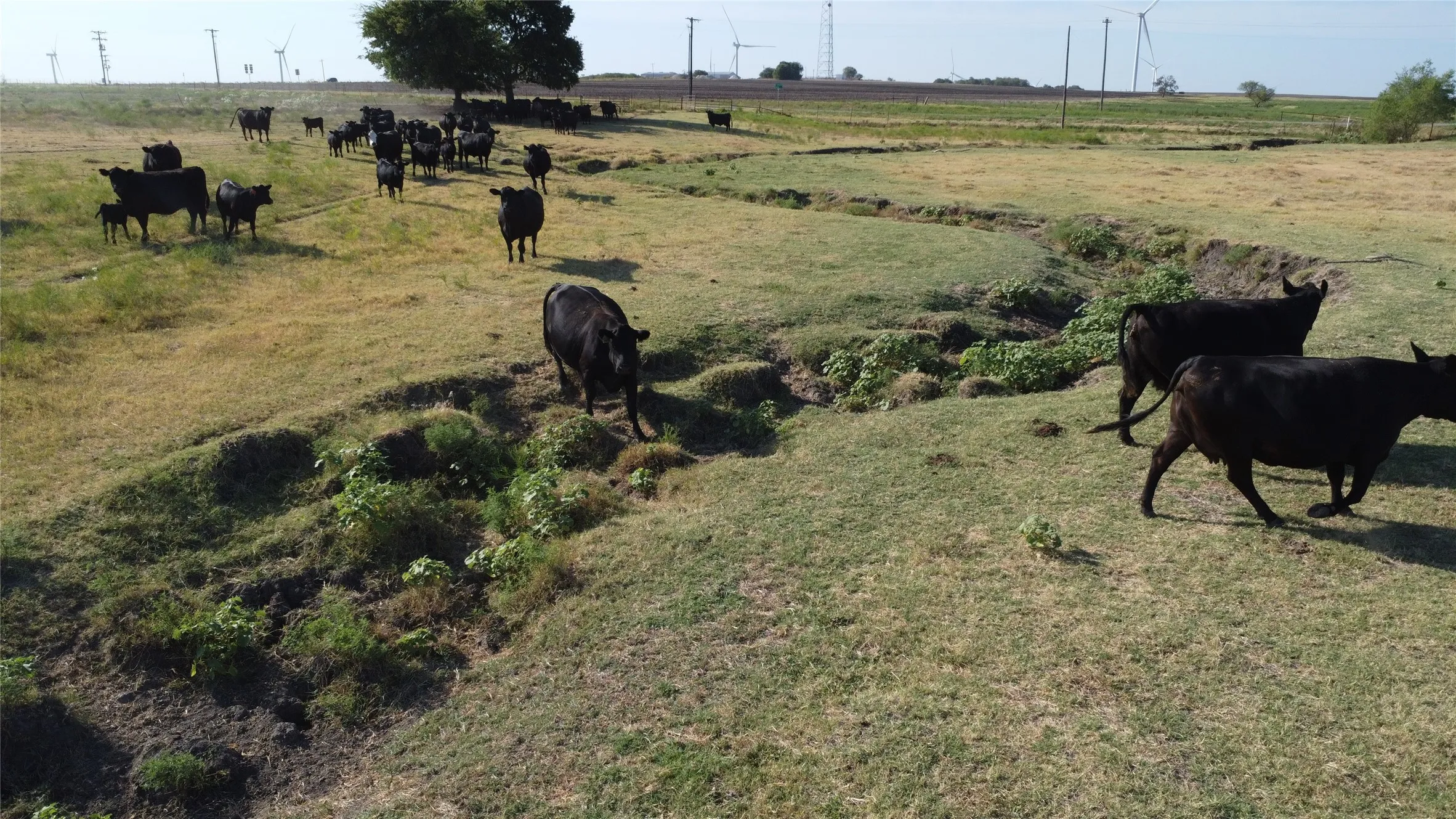 Unimproved Land For Sale in Cooke County , 1630 Fm 1198, Muenster, Texas 76252, 0, 0, Garage spaces, 0 Sqft, built in 0, Price $1,499,999, mls#21367943, Real Estate Agent in Muenster, Homes For Sale in Cooke county, Homes For Sale in Muenster, Realtor in Muenster Texas, Real Estate Brokerage Independent Realty Texas, Luminita Cordes Realtor