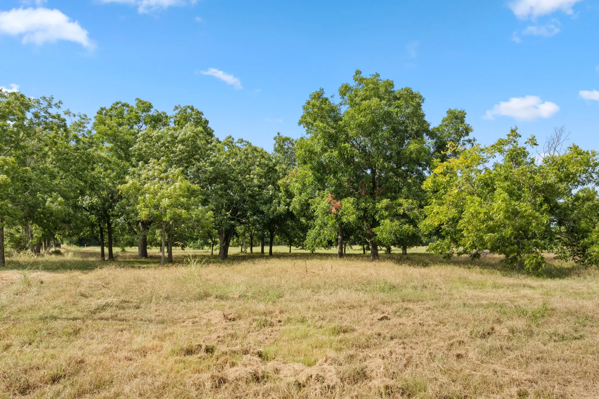 Pecan trees for beauty, shade, and fresh pecans!