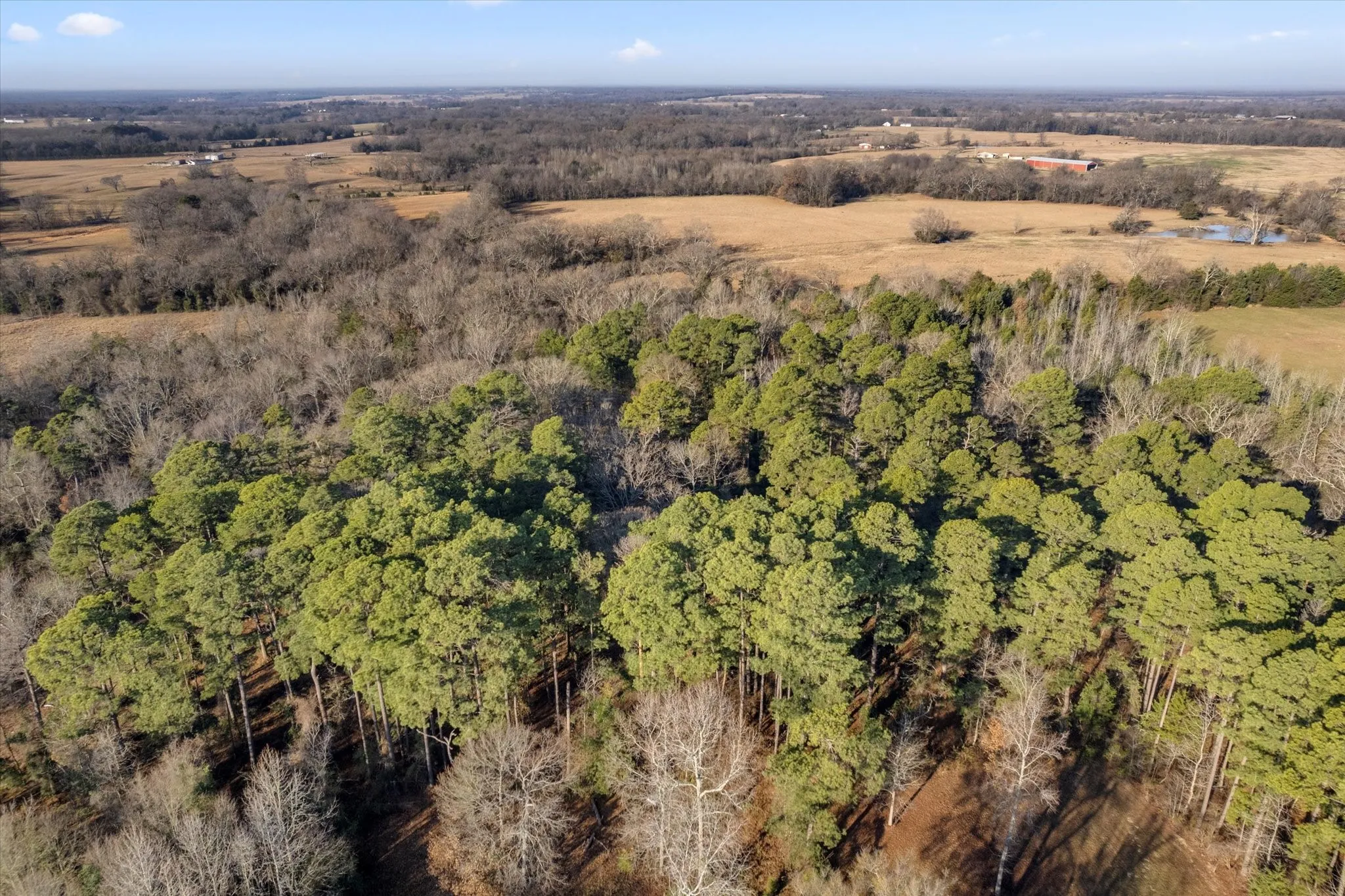 Unimproved Land For Sale in Titus County , TBD CR 1240, Mt Pleasant, Texas 75455, 0, 0, Garage spaces, 0 Sqft, built in 0, Price $120,000, mls#21366436, Real Estate Agent in Mt Pleasant, Homes For Sale in Titus county, Homes For Sale in Mt Pleasant, Realtor in Mt Pleasant Texas, Real Estate Brokerage Independent Realty Texas, Luminita Cordes Realtor