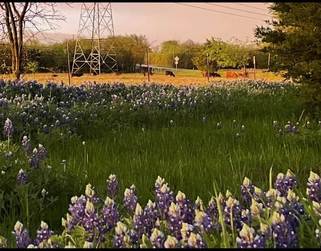 Unimproved Land For Sale in Hunt County , TBD Fm 118, Greenville, Texas 75401, 0, 0, Garage spaces, 0 Sqft, built in 0, mls#21359534, Real Estate Agent in Greenville, Homes For Sale in Hunt county, Homes For Sale in Greenville, Realtor in Greenville Texas, Real Estate Brokerage Independent Realty Texas, Luminita Cordes Realtor