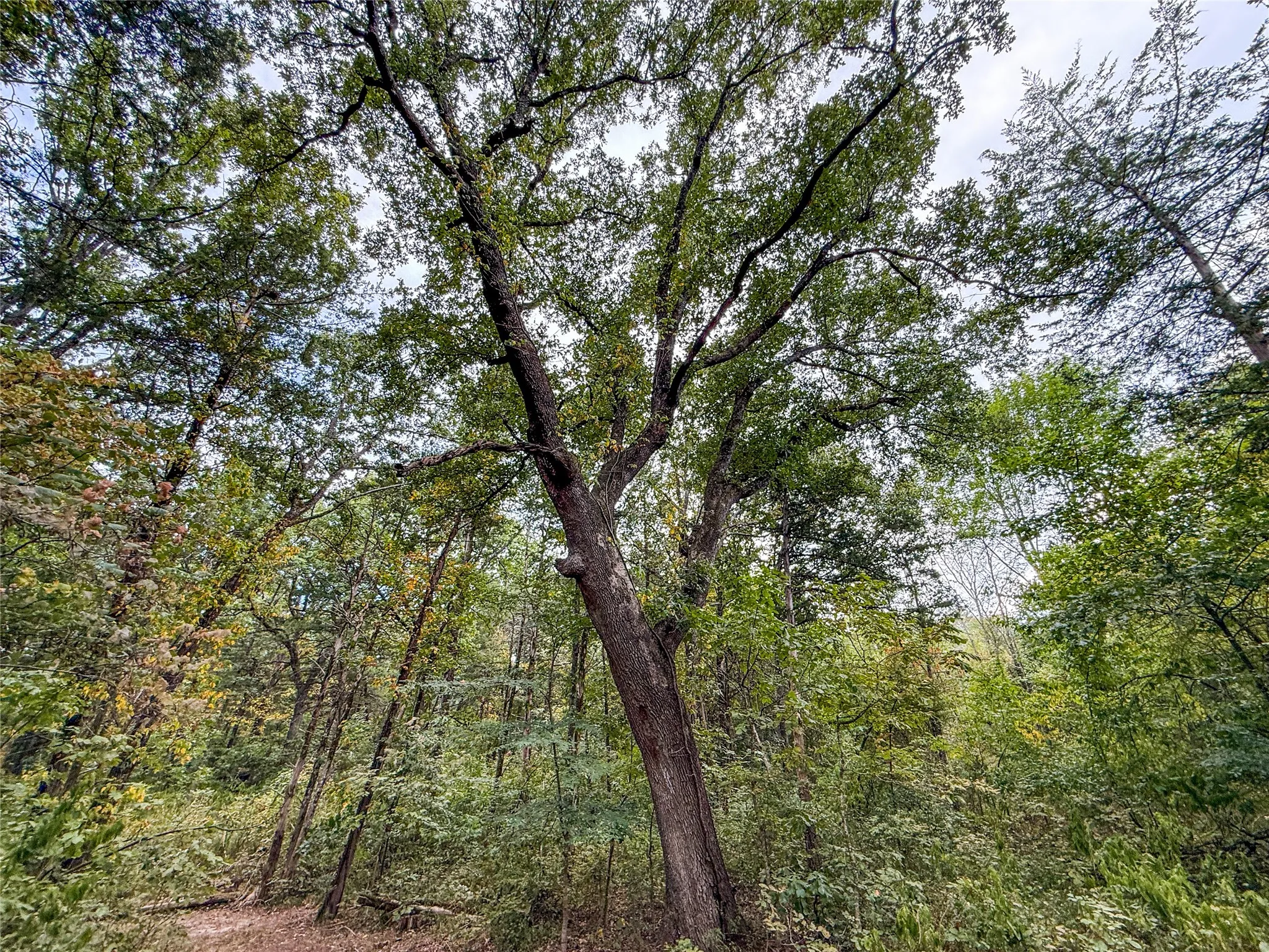 Unimproved Land For Sale in Lamar County , TBD Farm to Market 197, Arthur City, Texas 75411, 0, 0, Garage spaces, 0 Sqft, built in 0, mls#21368472, Real Estate Agent in Arthur City, Homes For Sale in Lamar county, Homes For Sale in Arthur City, Realtor in Arthur City Texas, Real Estate Brokerage Independent Realty Texas, Luminita Cordes Realtor