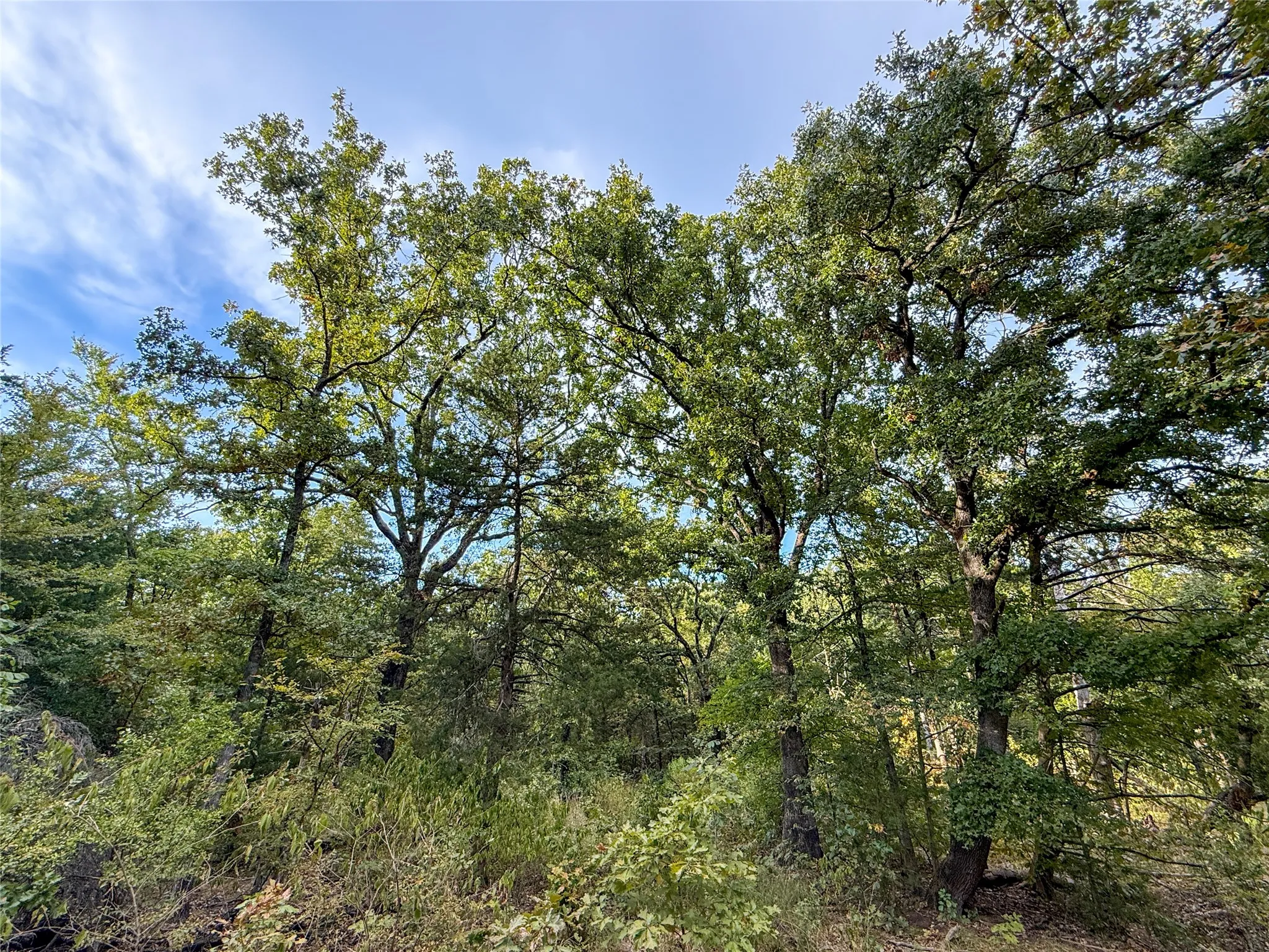 Unimproved Land For Sale in Lamar County , TBD Farm to Market 197, Arthur City, Texas 75411, 0, 0, Garage spaces, 0 Sqft, built in 0, mls#21368472, Real Estate Agent in Arthur City, Homes For Sale in Lamar county, Homes For Sale in Arthur City, Realtor in Arthur City Texas, Real Estate Brokerage Independent Realty Texas, Luminita Cordes Realtor