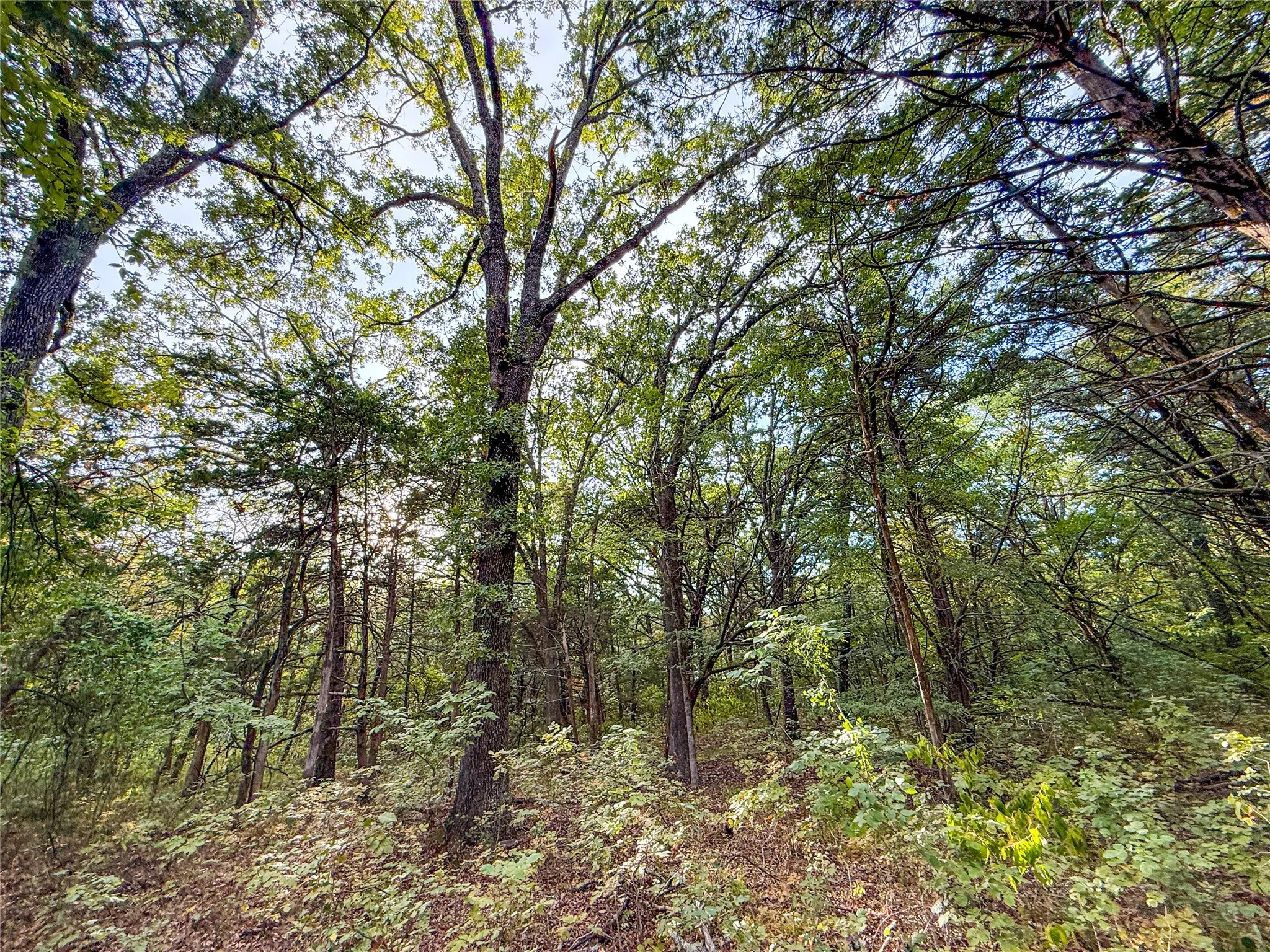 Unimproved Land For Sale in Lamar County , TBD Farm to Market 197, Arthur City, Texas 75411, 0, 0, Garage spaces, 0 Sqft, built in 0, mls#21368472, Real Estate Agent in Arthur City, Homes For Sale in Lamar county, Homes For Sale in Arthur City, Realtor in Arthur City Texas, Real Estate Brokerage Independent Realty Texas, Luminita Cordes Realtor