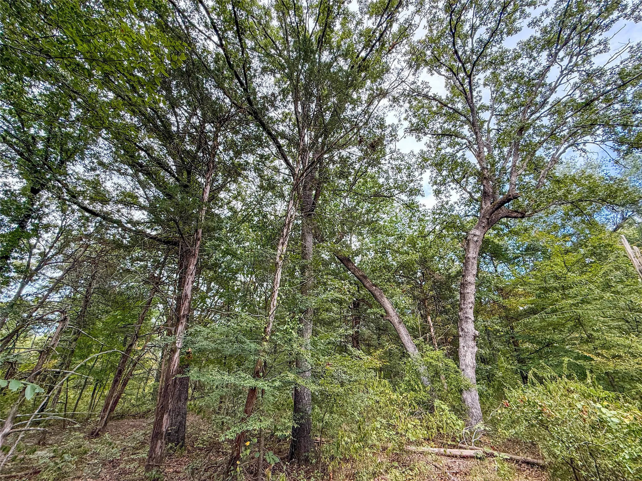 Unimproved Land For Sale in Lamar County , TBD Farm to Market 197, Arthur City, Texas 75411, 0, 0, Garage spaces, 0 Sqft, built in 0, mls#21368472, Real Estate Agent in Arthur City, Homes For Sale in Lamar county, Homes For Sale in Arthur City, Realtor in Arthur City Texas, Real Estate Brokerage Independent Realty Texas, Luminita Cordes Realtor
