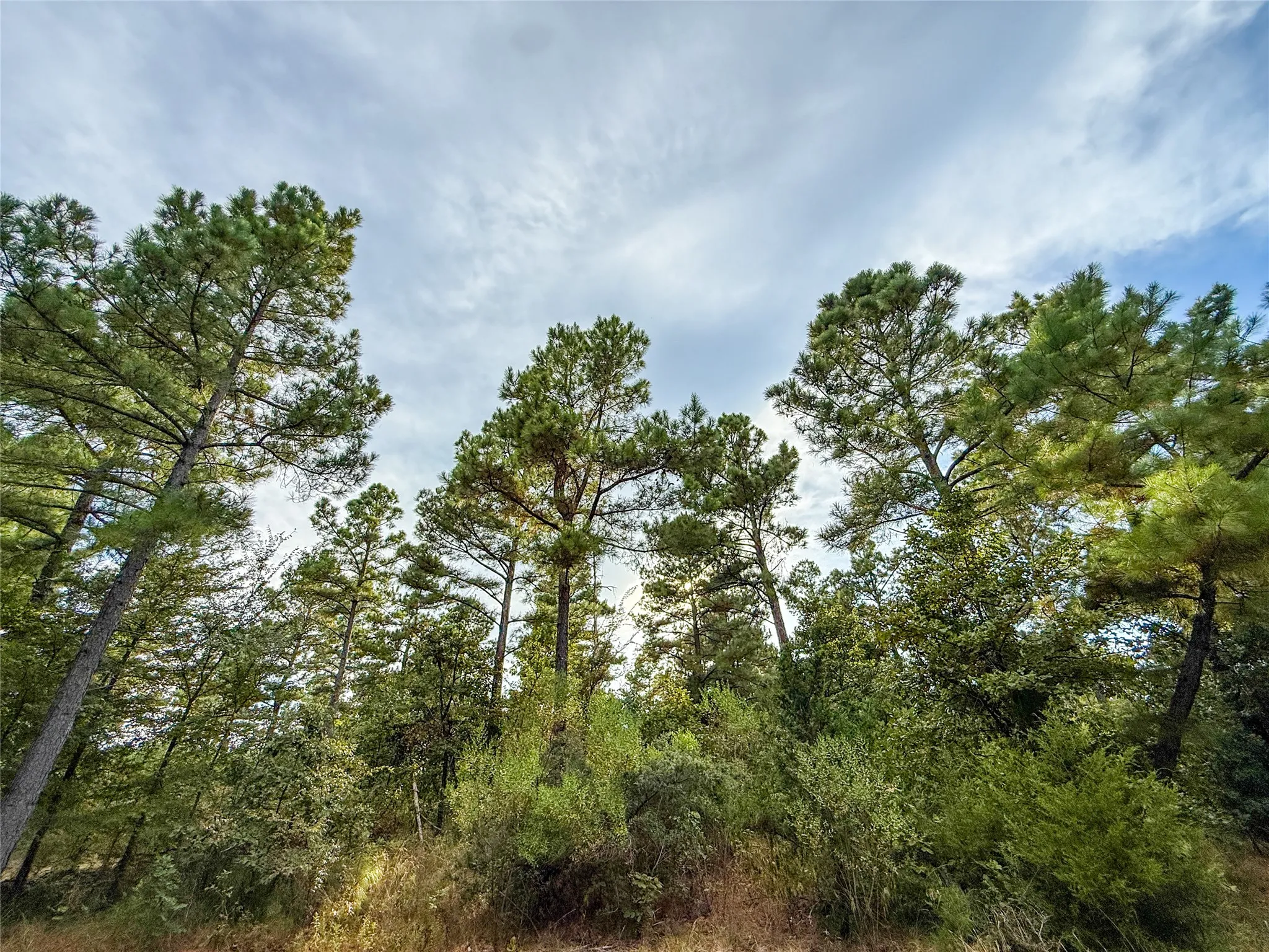 Unimproved Land For Sale in Lamar County , TBD Farm to Market 197, Arthur City, Texas 75411, 0, 0, Garage spaces, 0 Sqft, built in 0, mls#21368472, Real Estate Agent in Arthur City, Homes For Sale in Lamar county, Homes For Sale in Arthur City, Realtor in Arthur City Texas, Real Estate Brokerage Independent Realty Texas, Luminita Cordes Realtor