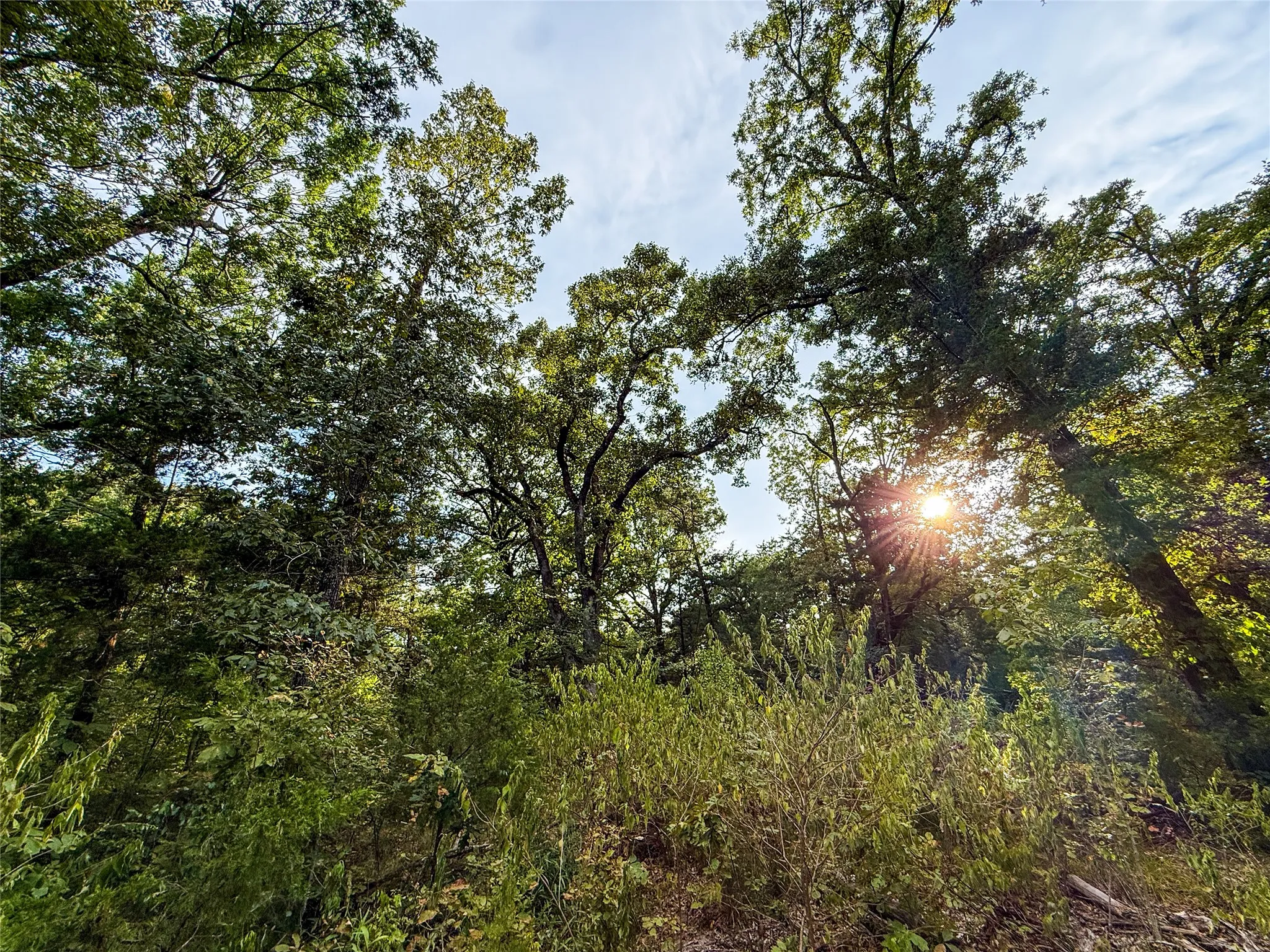 Unimproved Land For Sale in Lamar County , TBD Farm to Market 197, Arthur City, Texas 75411, 0, 0, Garage spaces, 0 Sqft, built in 0, mls#21368472, Real Estate Agent in Arthur City, Homes For Sale in Lamar county, Homes For Sale in Arthur City, Realtor in Arthur City Texas, Real Estate Brokerage Independent Realty Texas, Luminita Cordes Realtor