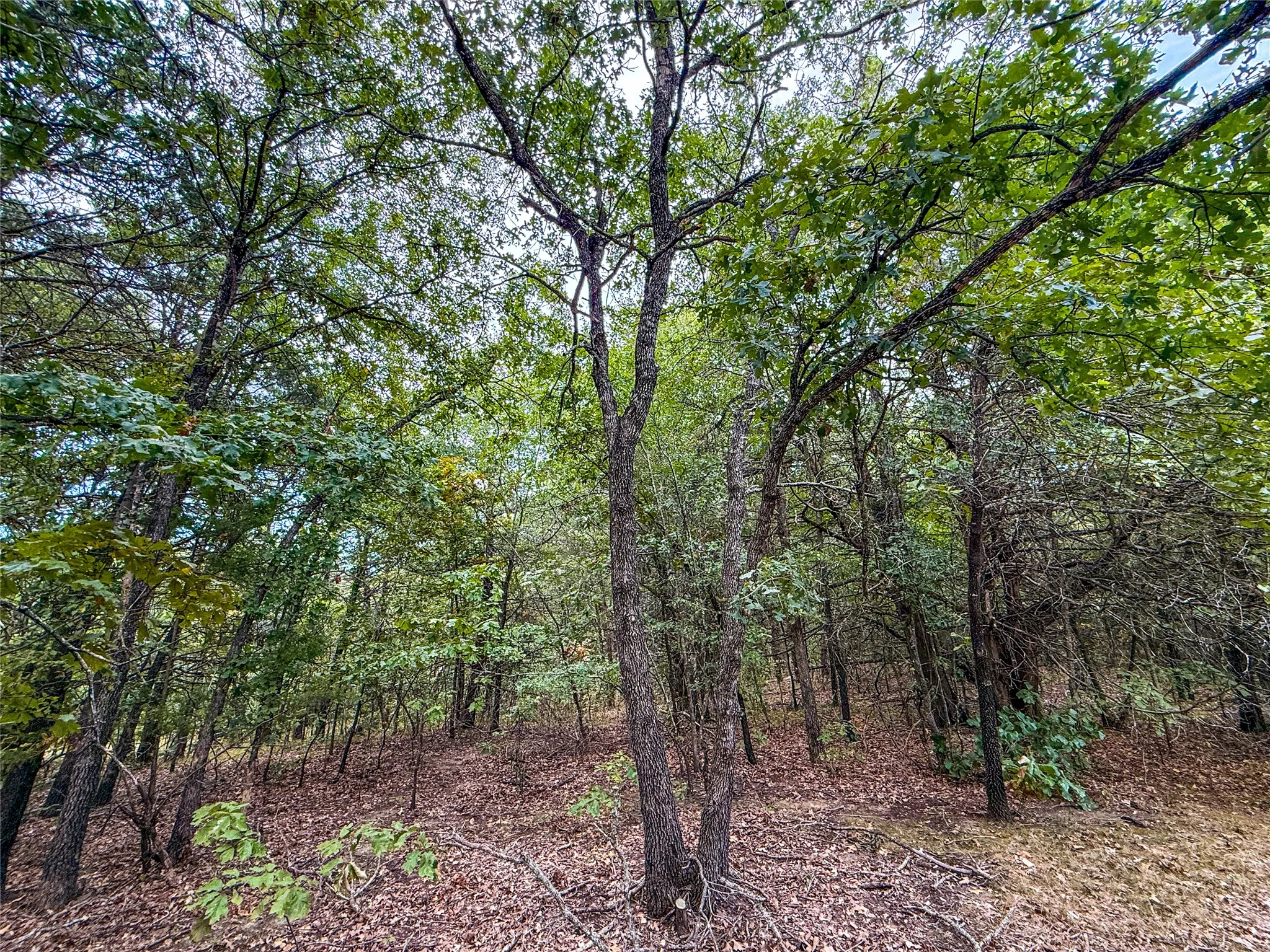 Unimproved Land For Sale in Lamar County , TBD Farm to Market 197, Arthur City, Texas 75411, 0, 0, Garage spaces, 0 Sqft, built in 0, mls#21368472, Real Estate Agent in Arthur City, Homes For Sale in Lamar county, Homes For Sale in Arthur City, Realtor in Arthur City Texas, Real Estate Brokerage Independent Realty Texas, Luminita Cordes Realtor