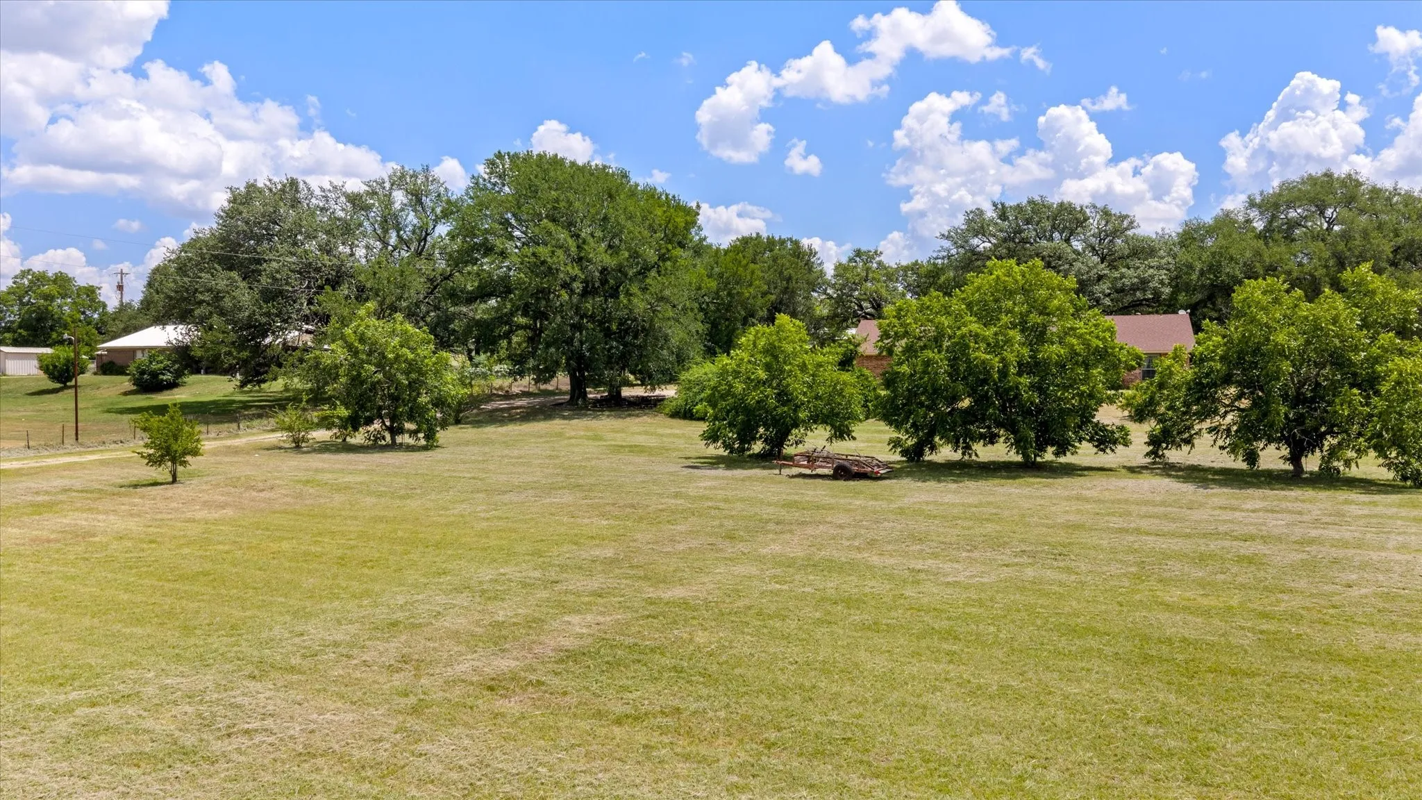Pecan Trees
