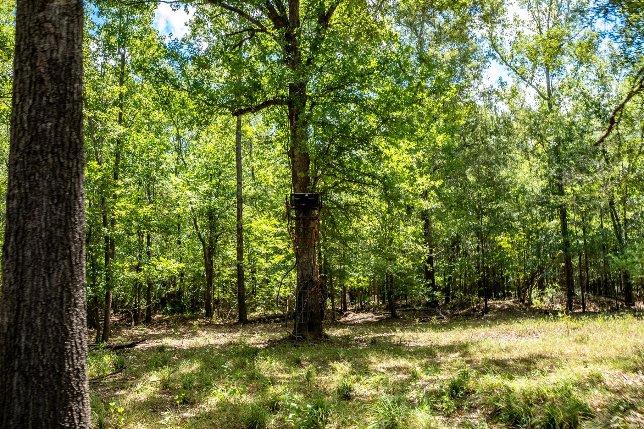 Improved Land For Sale in Leon County , 000 Private Road 1425, Centerville, Texas 75833, 0, 0, Garage spaces, 0 Sqft, built in 0, mls#21368489, Real Estate Agent in Centerville, Homes For Sale in Leon county, Homes For Sale in Centerville, Realtor in Centerville Texas, Real Estate Brokerage Independent Realty Texas, Luminita Cordes Realtor