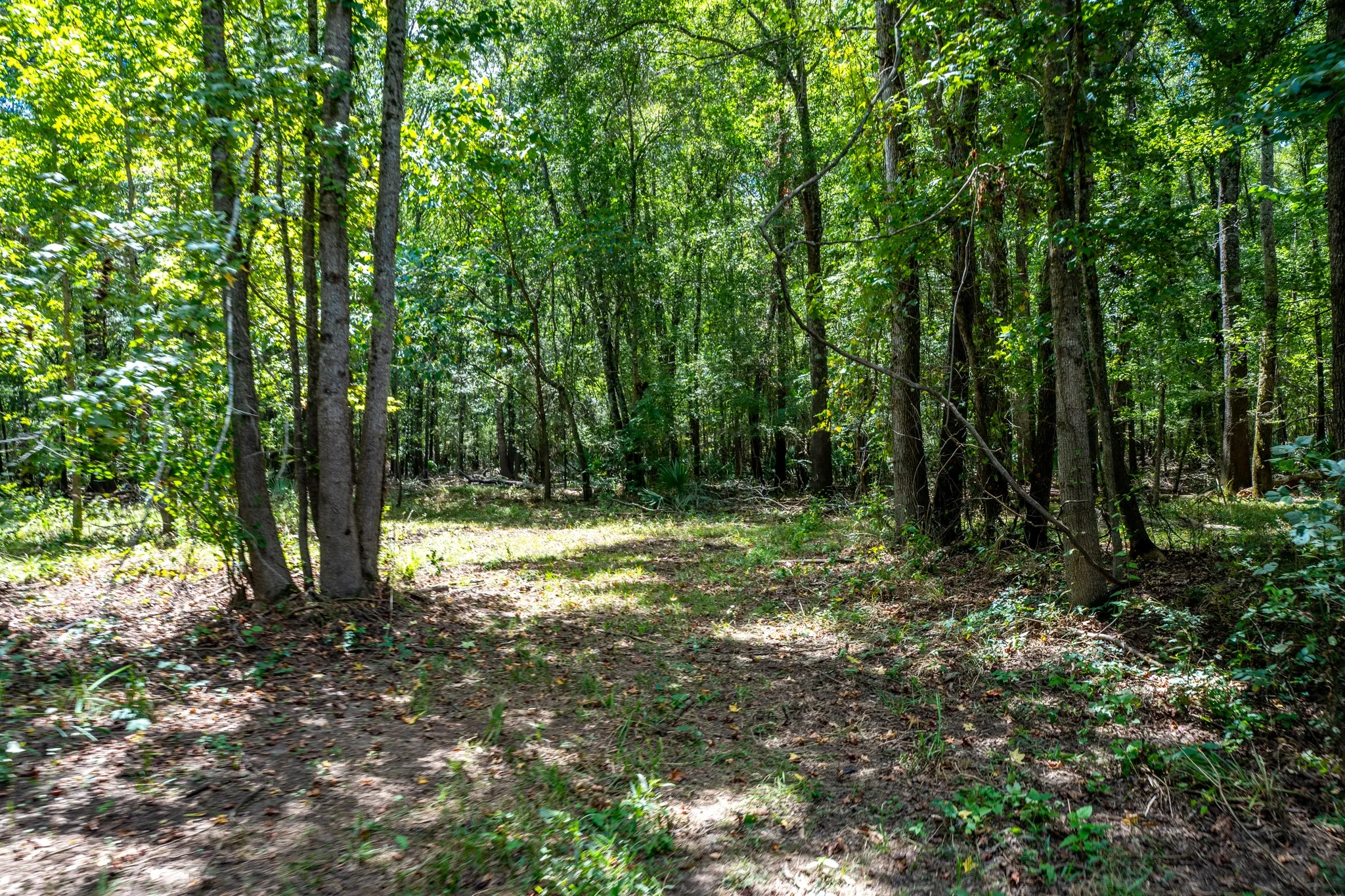 Improved Land For Sale in Leon County , 000 Private Road 1425, Centerville, Texas 75833, 0, 0, Garage spaces, 0 Sqft, built in 0, mls#21368489, Real Estate Agent in Centerville, Homes For Sale in Leon county, Homes For Sale in Centerville, Realtor in Centerville Texas, Real Estate Brokerage Independent Realty Texas, Luminita Cordes Realtor
