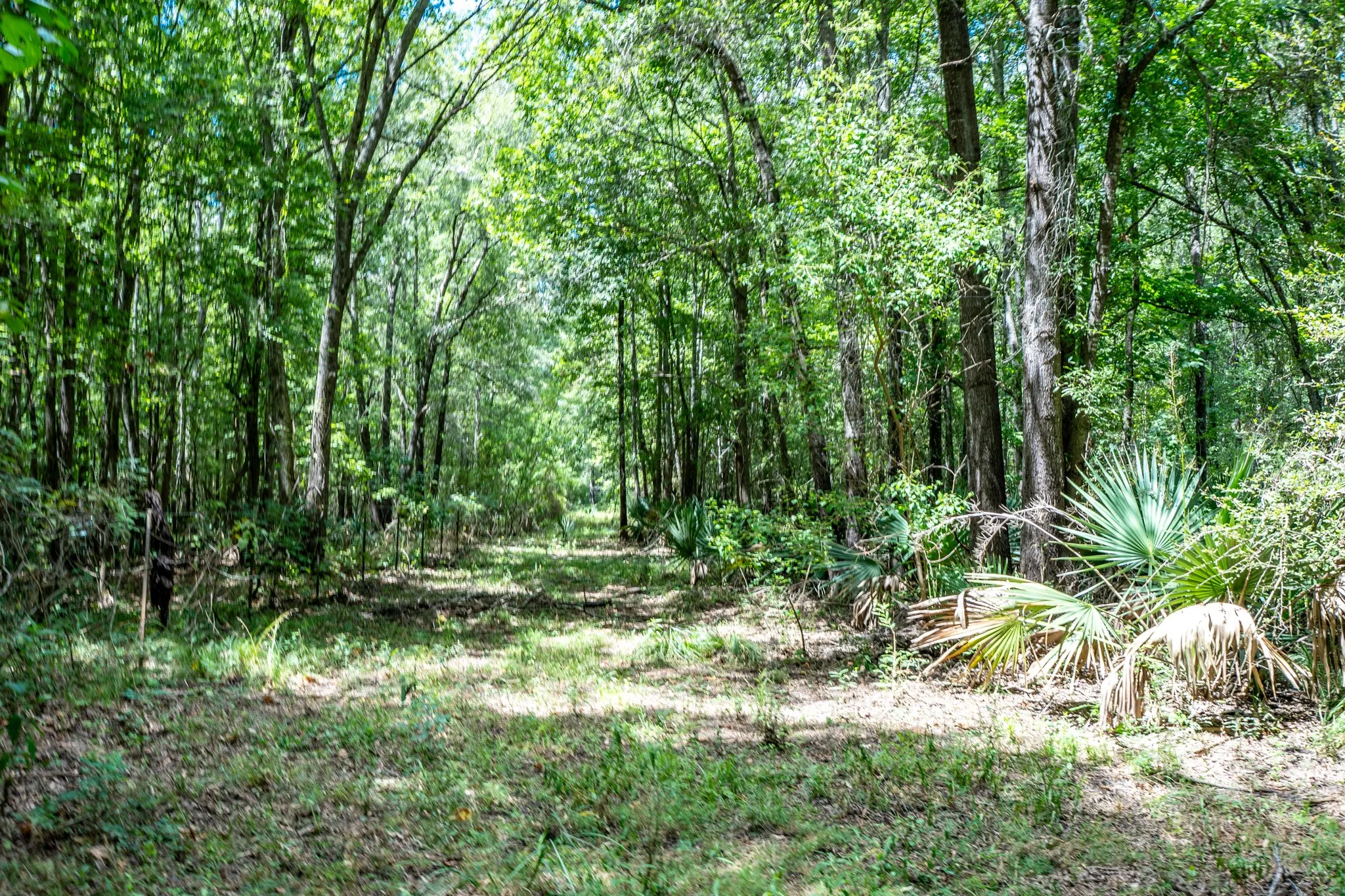 Improved Land For Sale in Leon County , 000 Private Road 1425, Centerville, Texas 75833, 0, 0, Garage spaces, 0 Sqft, built in 0, mls#21368489, Real Estate Agent in Centerville, Homes For Sale in Leon county, Homes For Sale in Centerville, Realtor in Centerville Texas, Real Estate Brokerage Independent Realty Texas, Luminita Cordes Realtor