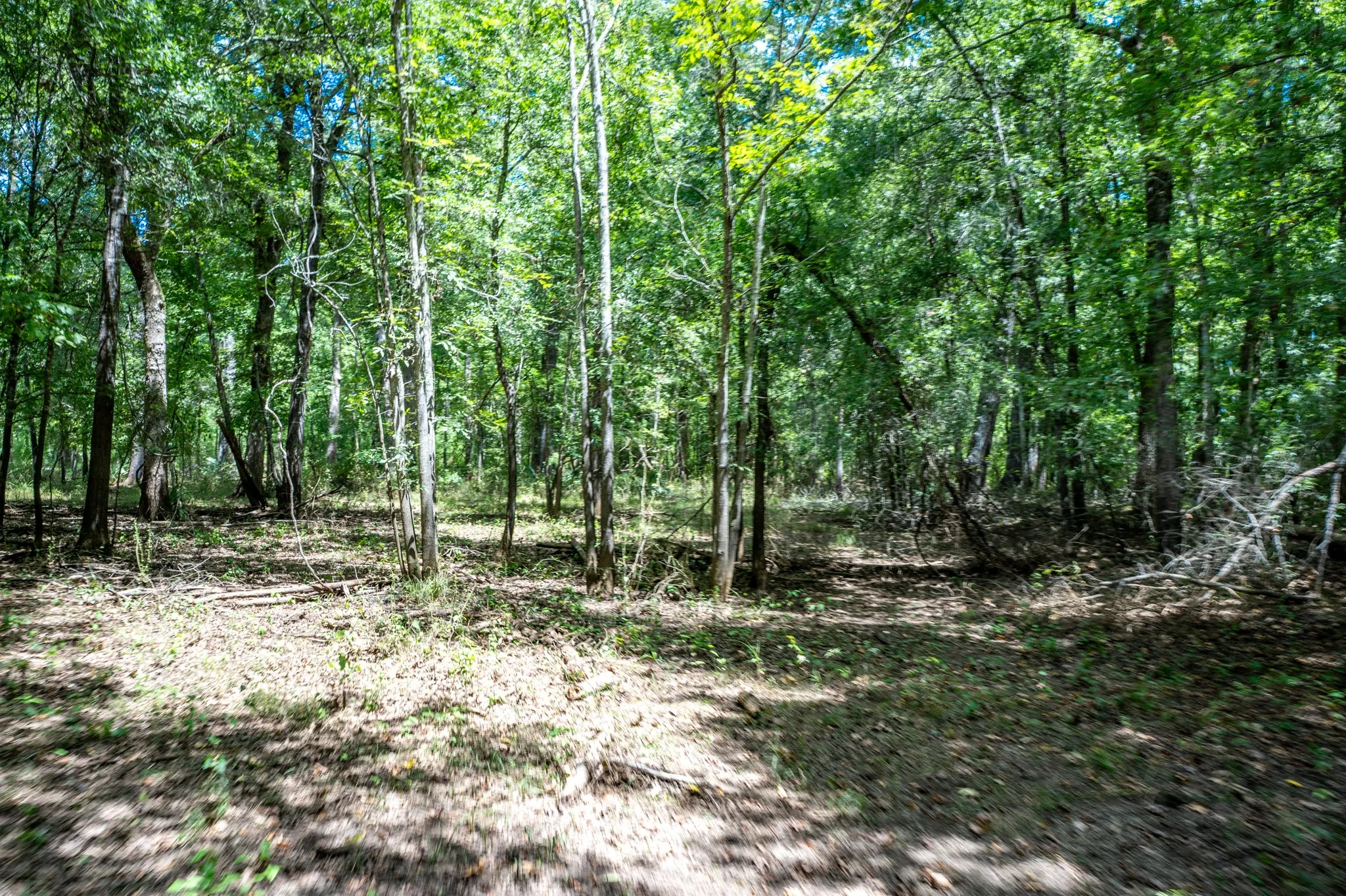 Improved Land For Sale in Leon County , 000 Private Road 1425, Centerville, Texas 75833, 0, 0, Garage spaces, 0 Sqft, built in 0, mls#21368489, Real Estate Agent in Centerville, Homes For Sale in Leon county, Homes For Sale in Centerville, Realtor in Centerville Texas, Real Estate Brokerage Independent Realty Texas, Luminita Cordes Realtor