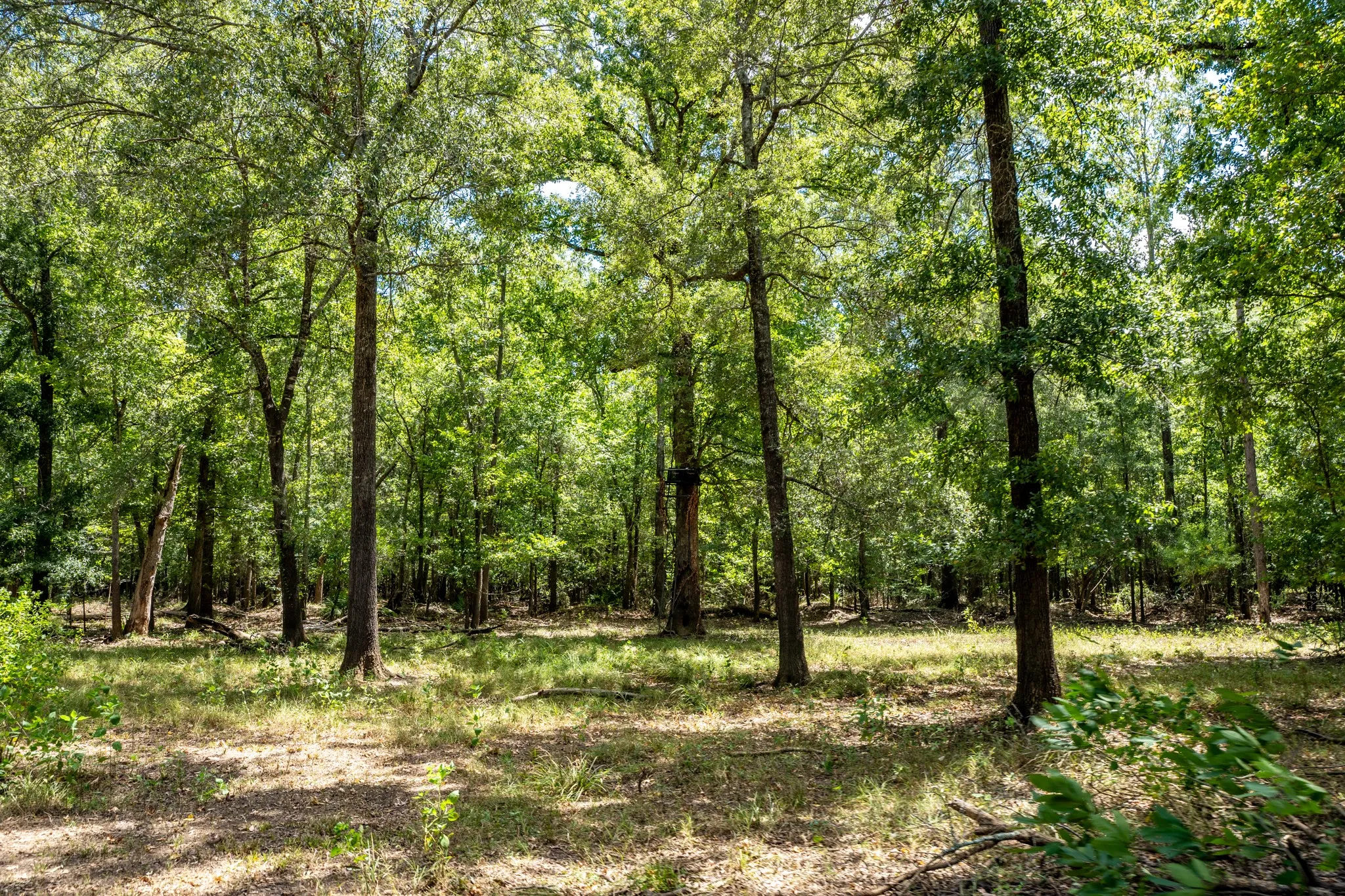 Improved Land For Sale in Leon County , 000 Private Road 1425, Centerville, Texas 75833, 0, 0, Garage spaces, 0 Sqft, built in 0, mls#21368489, Real Estate Agent in Centerville, Homes For Sale in Leon county, Homes For Sale in Centerville, Realtor in Centerville Texas, Real Estate Brokerage Independent Realty Texas, Luminita Cordes Realtor
