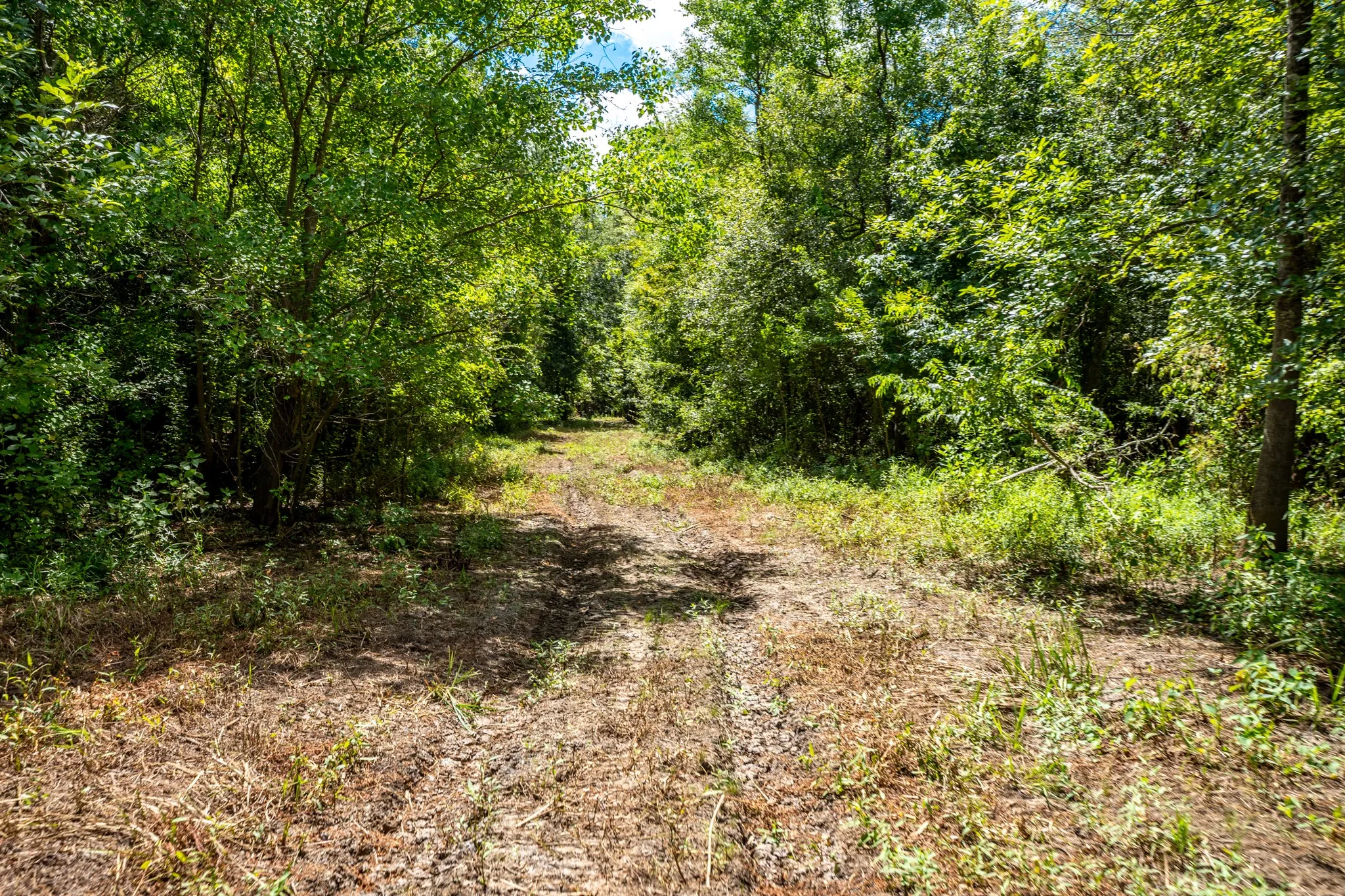 Improved Land For Sale in Leon County , 000 Private Road 1425, Centerville, Texas 75833, 0, 0, Garage spaces, 0 Sqft, built in 0, mls#21368489, Real Estate Agent in Centerville, Homes For Sale in Leon county, Homes For Sale in Centerville, Realtor in Centerville Texas, Real Estate Brokerage Independent Realty Texas, Luminita Cordes Realtor