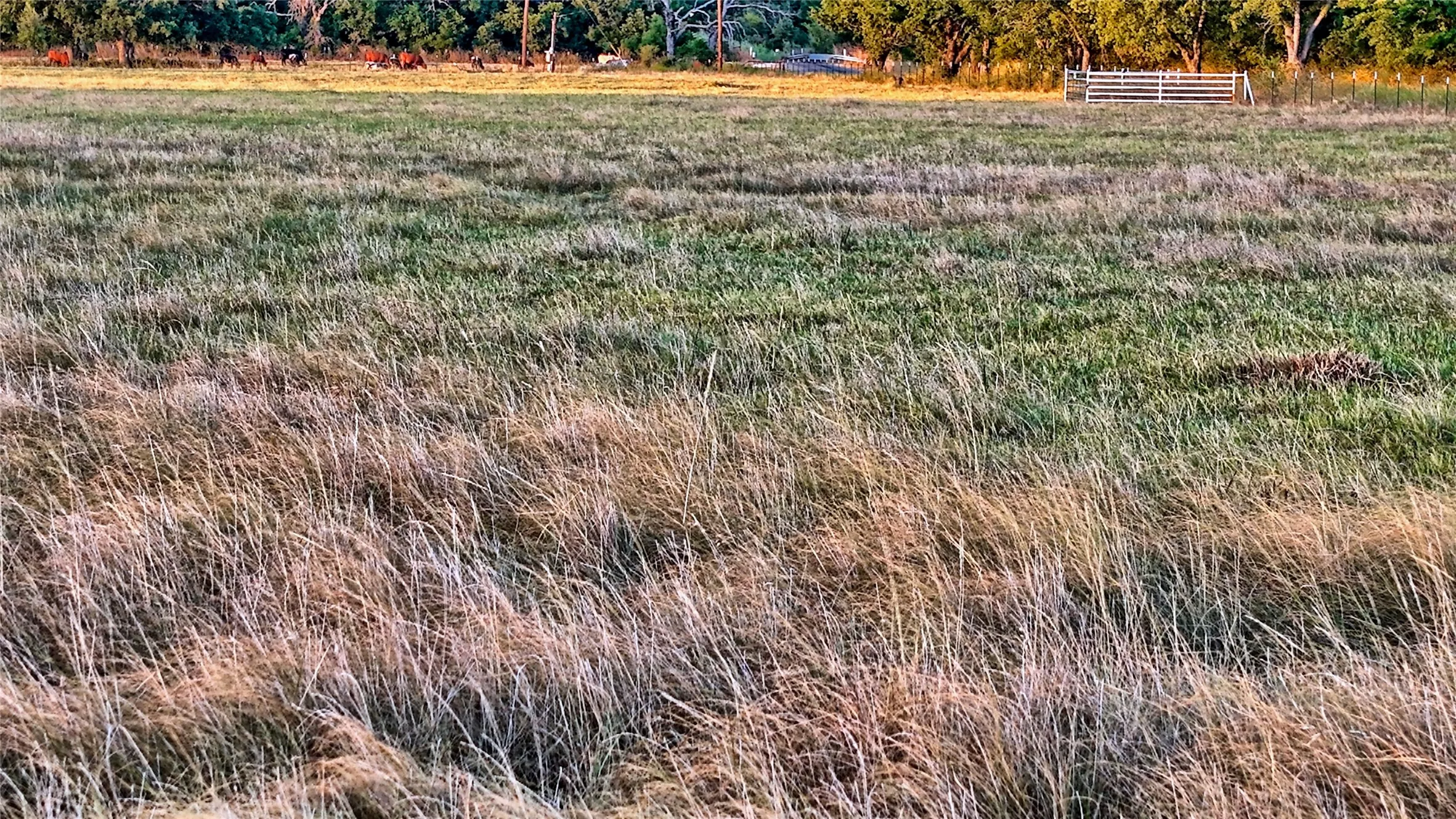 Unimproved Land For Sale in Montague County , 906 Rock Springs School Road, Nocona, Texas 76255, 0, 0, Garage spaces, 0 Sqft, built in 0, mls#21368522, Real Estate Agent in Nocona, Homes For Sale in Montague county, Homes For Sale in Nocona, Realtor in Nocona Texas, Real Estate Brokerage Independent Realty Texas, Luminita Cordes Realtor