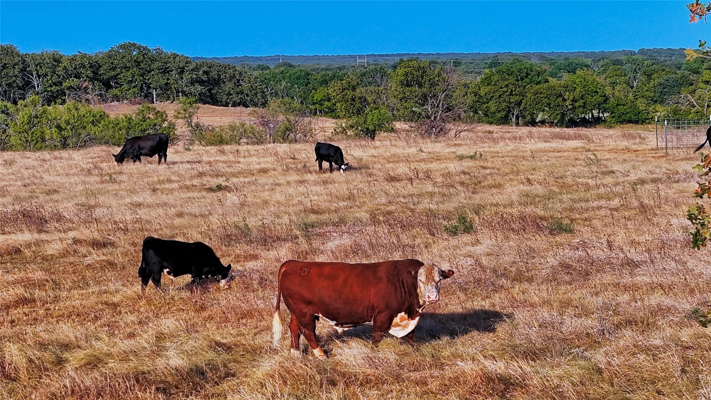 Unimproved Land For Sale in Montague County , 906 Rock Springs School Road, Nocona, Texas 76255, 0, 0, Garage spaces, 0 Sqft, built in 0, mls#21368522, Real Estate Agent in Nocona, Homes For Sale in Montague county, Homes For Sale in Nocona, Realtor in Nocona Texas, Real Estate Brokerage Independent Realty Texas, Luminita Cordes Realtor