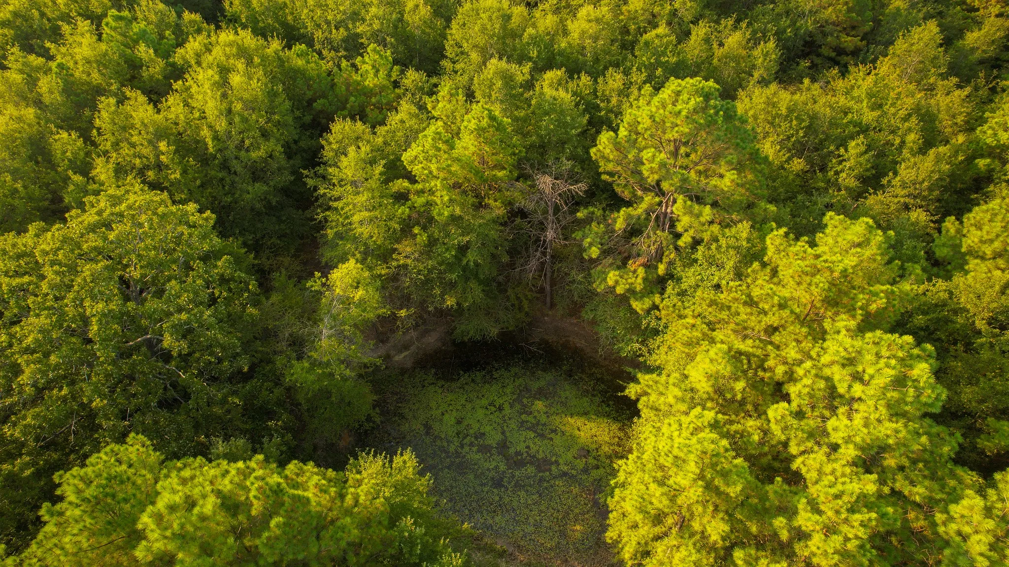 Unimproved Land For Sale in Red River (TX) County , 1763 FM 2118, Bagwell, Texas 75412, 0, 0, Garage spaces, 0 Sqft, built in 0, mls#21368753, Real Estate Agent in Bagwell, Homes For Sale in Red River (TX) county, Homes For Sale in Bagwell, Realtor in Bagwell Texas, Real Estate Brokerage Independent Realty Texas, Luminita Cordes Realtor