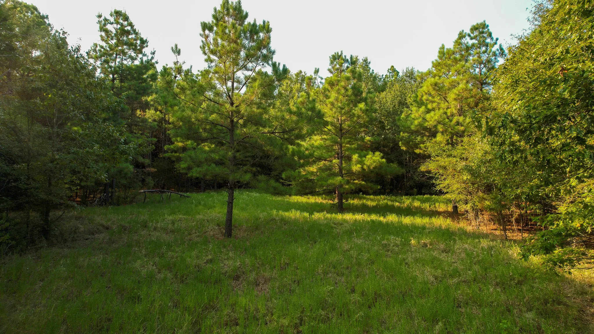 Unimproved Land For Sale in Red River (TX) County , 1763 FM 2118, Bagwell, Texas 75412, 0, 0, Garage spaces, 0 Sqft, built in 0, mls#21368753, Real Estate Agent in Bagwell, Homes For Sale in Red River (TX) county, Homes For Sale in Bagwell, Realtor in Bagwell Texas, Real Estate Brokerage Independent Realty Texas, Luminita Cordes Realtor