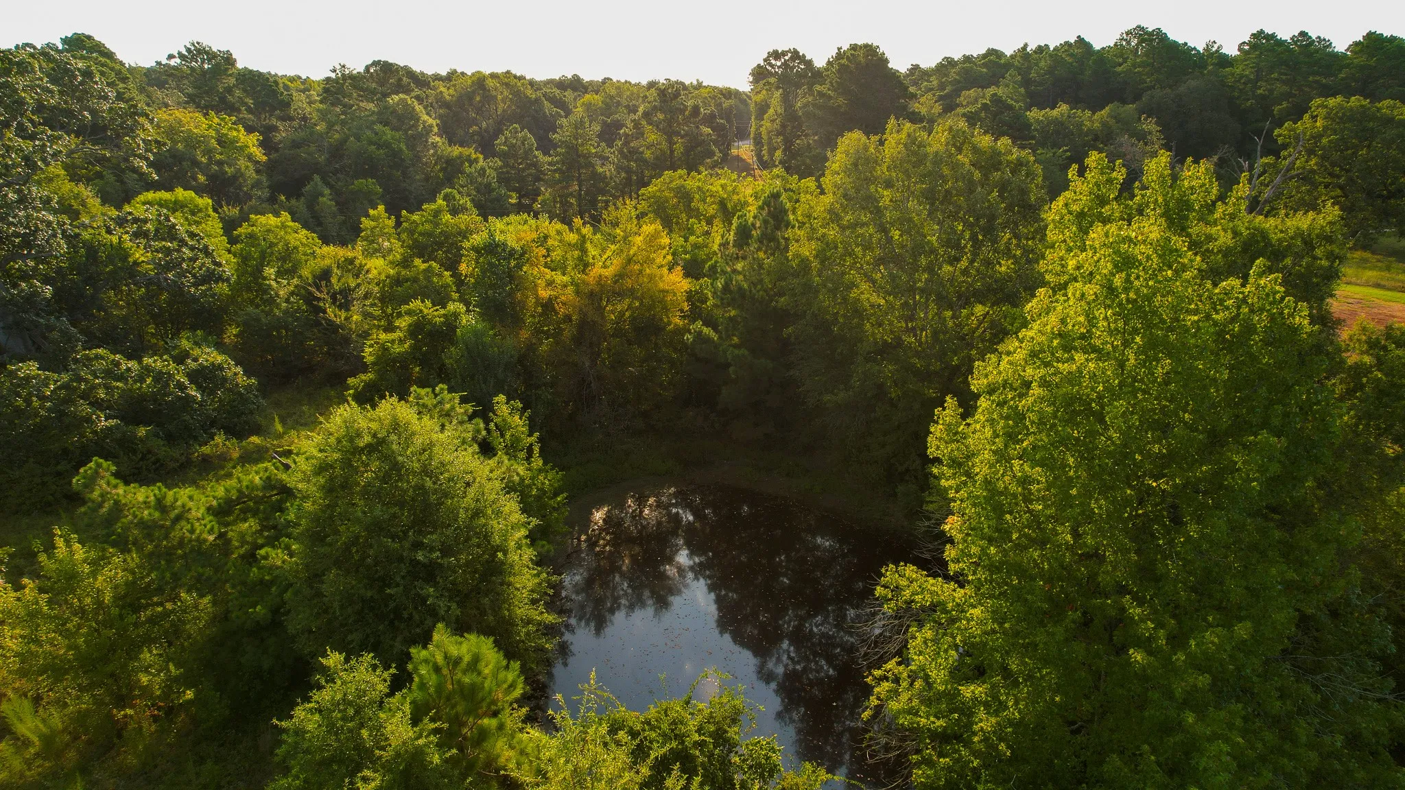 Unimproved Land For Sale in Red River (TX) County , 1763 FM 2118, Bagwell, Texas 75412, 0, 0, Garage spaces, 0 Sqft, built in 0, mls#21368753, Real Estate Agent in Bagwell, Homes For Sale in Red River (TX) county, Homes For Sale in Bagwell, Realtor in Bagwell Texas, Real Estate Brokerage Independent Realty Texas, Luminita Cordes Realtor