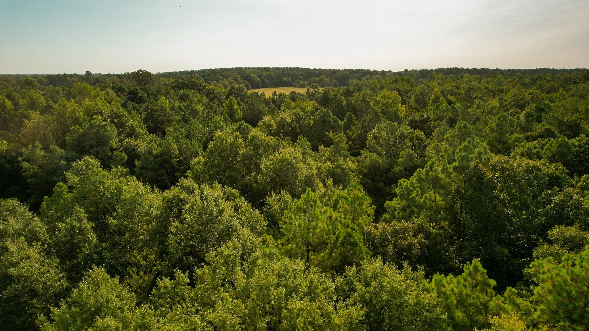 Unimproved Land For Sale in Red River (TX) County , 1763 FM 2118, Bagwell, Texas 75412, 0, 0, Garage spaces, 0 Sqft, built in 0, mls#21368753, Real Estate Agent in Bagwell, Homes For Sale in Red River (TX) county, Homes For Sale in Bagwell, Realtor in Bagwell Texas, Real Estate Brokerage Independent Realty Texas, Luminita Cordes Realtor