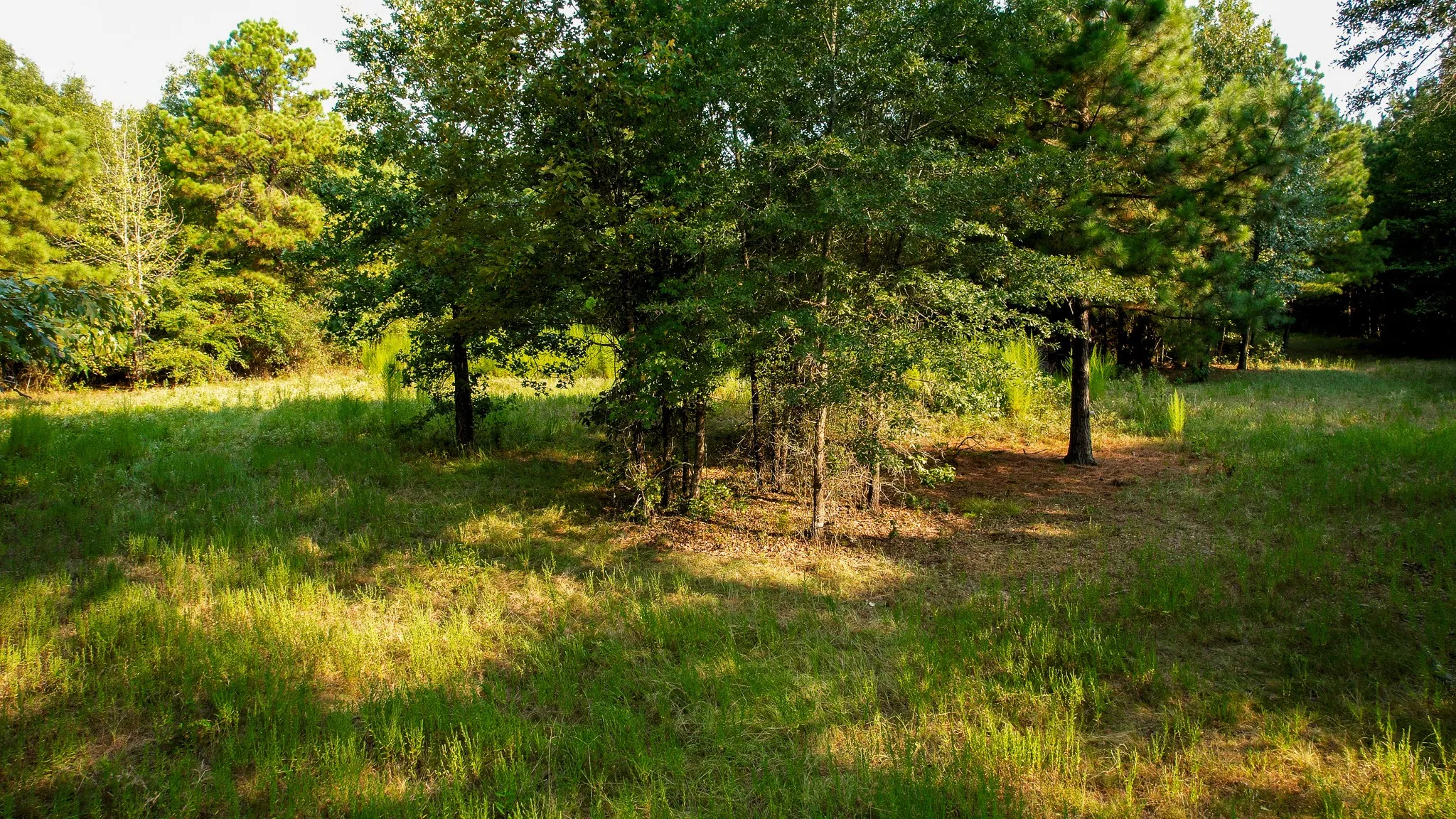 Unimproved Land For Sale in Red River (TX) County , 1763 FM 2118, Bagwell, Texas 75412, 0, 0, Garage spaces, 0 Sqft, built in 0, mls#21368753, Real Estate Agent in Bagwell, Homes For Sale in Red River (TX) county, Homes For Sale in Bagwell, Realtor in Bagwell Texas, Real Estate Brokerage Independent Realty Texas, Luminita Cordes Realtor