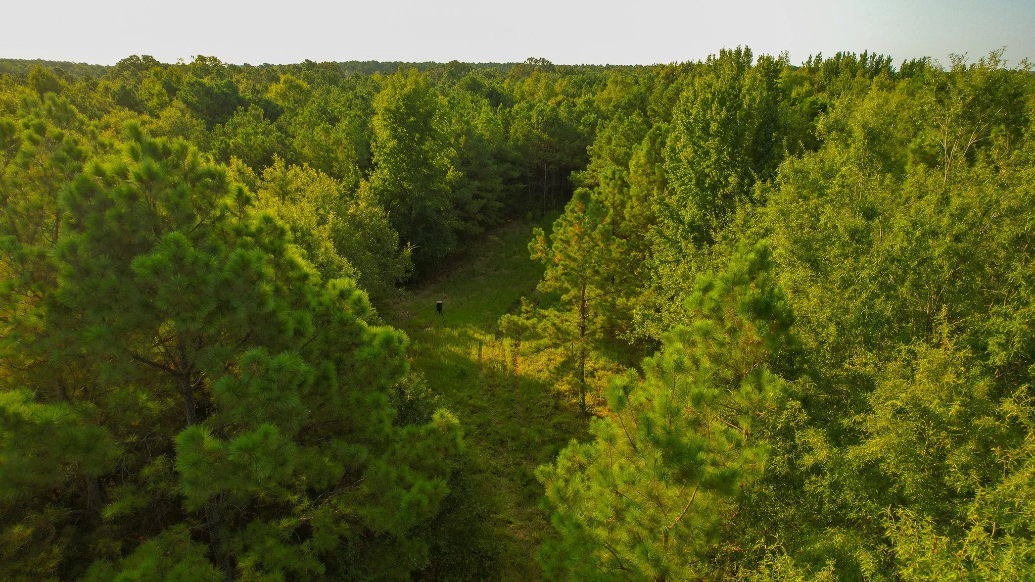 Unimproved Land For Sale in Red River (TX) County , 1763 FM 2118, Bagwell, Texas 75412, 0, 0, Garage spaces, 0 Sqft, built in 0, mls#21368753, Real Estate Agent in Bagwell, Homes For Sale in Red River (TX) county, Homes For Sale in Bagwell, Realtor in Bagwell Texas, Real Estate Brokerage Independent Realty Texas, Luminita Cordes Realtor