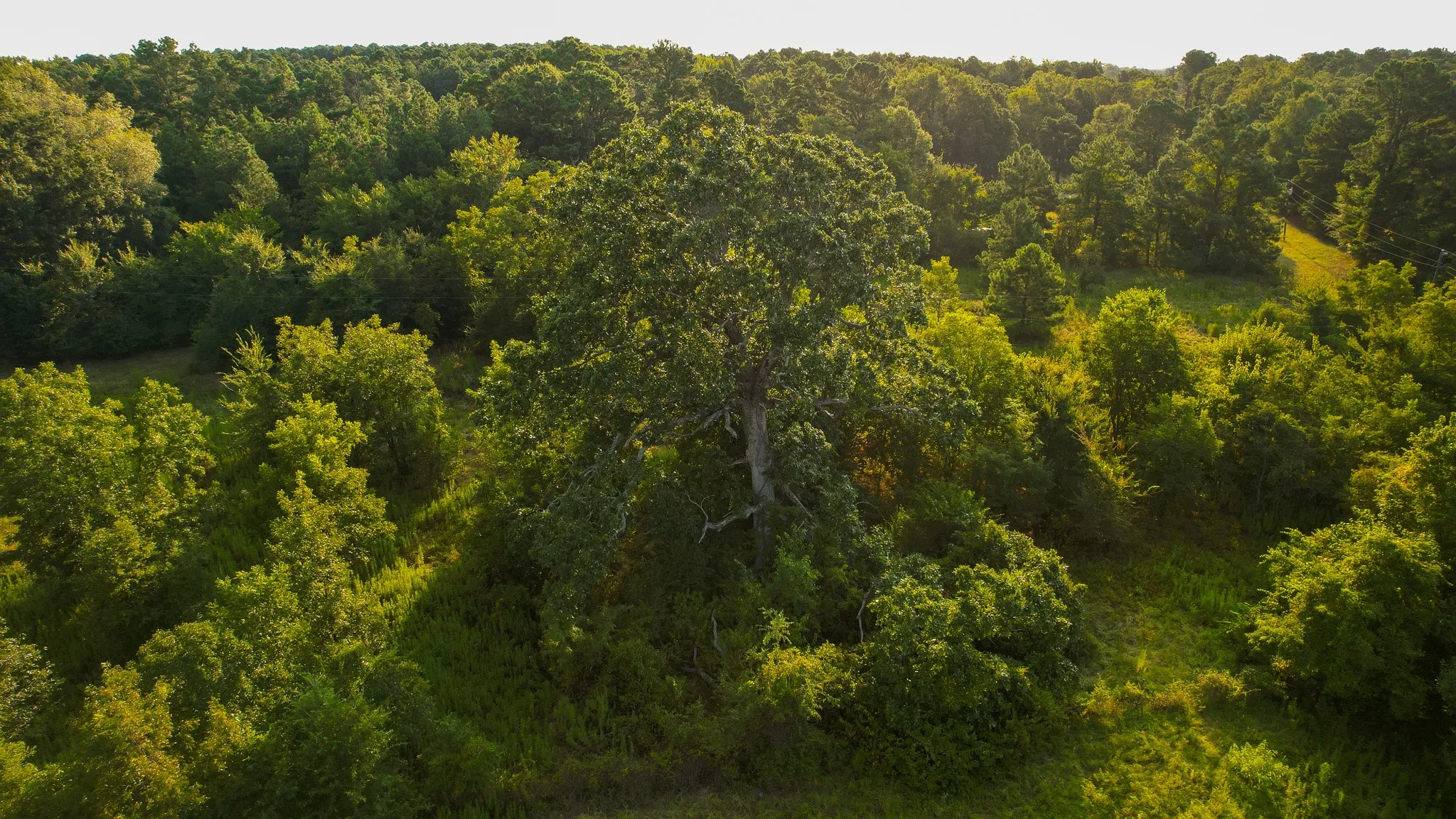 Unimproved Land For Sale in Red River (TX) County , 1763 FM 2118, Bagwell, Texas 75412, 0, 0, Garage spaces, 0 Sqft, built in 0, mls#21368753, Real Estate Agent in Bagwell, Homes For Sale in Red River (TX) county, Homes For Sale in Bagwell, Realtor in Bagwell Texas, Real Estate Brokerage Independent Realty Texas, Luminita Cordes Realtor