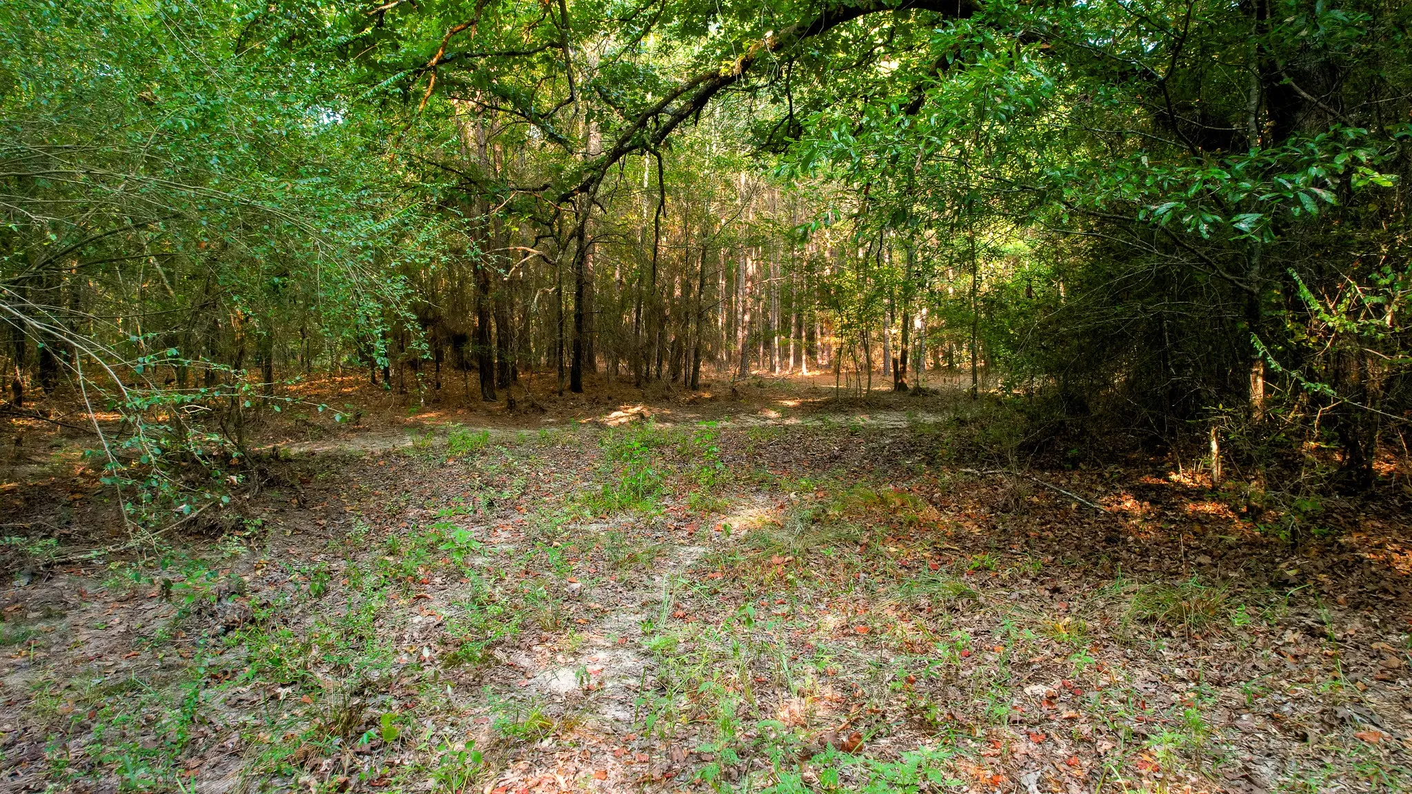 Unimproved Land For Sale in Red River (TX) County , 1763 FM 2118, Bagwell, Texas 75412, 0, 0, Garage spaces, 0 Sqft, built in 0, mls#21368753, Real Estate Agent in Bagwell, Homes For Sale in Red River (TX) county, Homes For Sale in Bagwell, Realtor in Bagwell Texas, Real Estate Brokerage Independent Realty Texas, Luminita Cordes Realtor