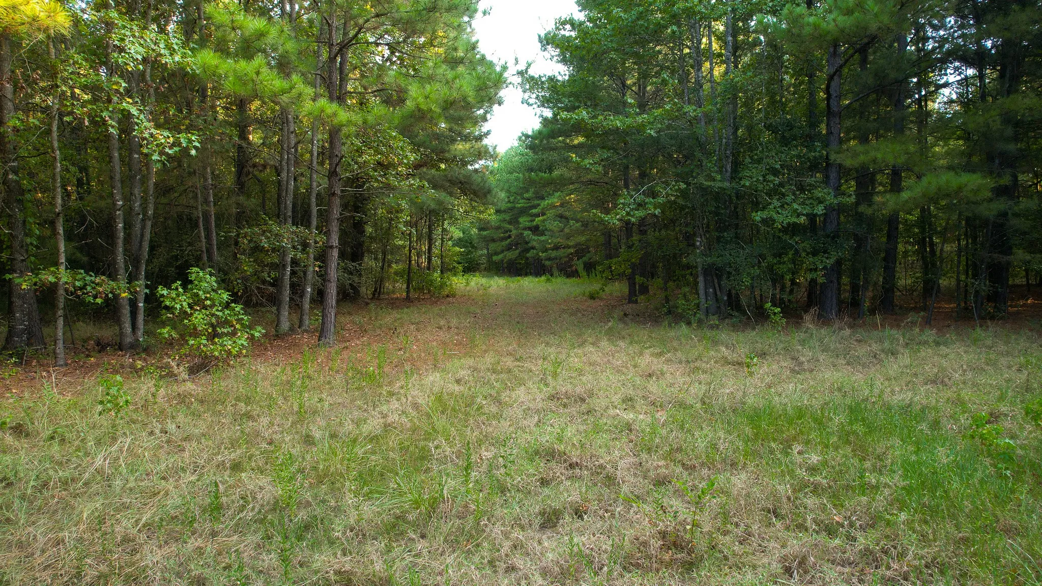 Unimproved Land For Sale in Red River (TX) County , 1763 FM 2118, Bagwell, Texas 75412, 0, 0, Garage spaces, 0 Sqft, built in 0, mls#21368753, Real Estate Agent in Bagwell, Homes For Sale in Red River (TX) county, Homes For Sale in Bagwell, Realtor in Bagwell Texas, Real Estate Brokerage Independent Realty Texas, Luminita Cordes Realtor