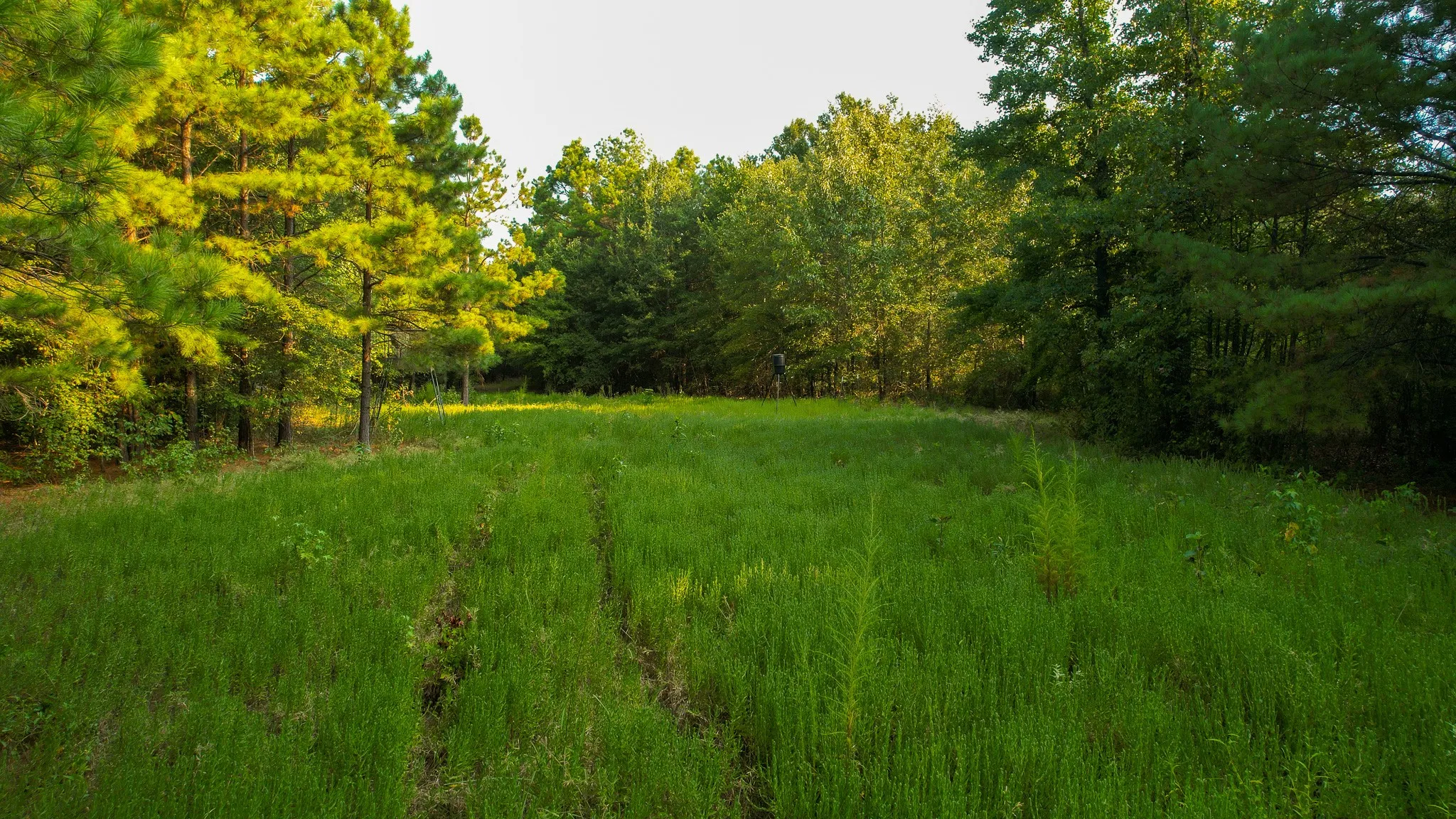 Unimproved Land For Sale in Red River (TX) County , 1763 FM 2118, Bagwell, Texas 75412, 0, 0, Garage spaces, 0 Sqft, built in 0, mls#21368753, Real Estate Agent in Bagwell, Homes For Sale in Red River (TX) county, Homes For Sale in Bagwell, Realtor in Bagwell Texas, Real Estate Brokerage Independent Realty Texas, Luminita Cordes Realtor