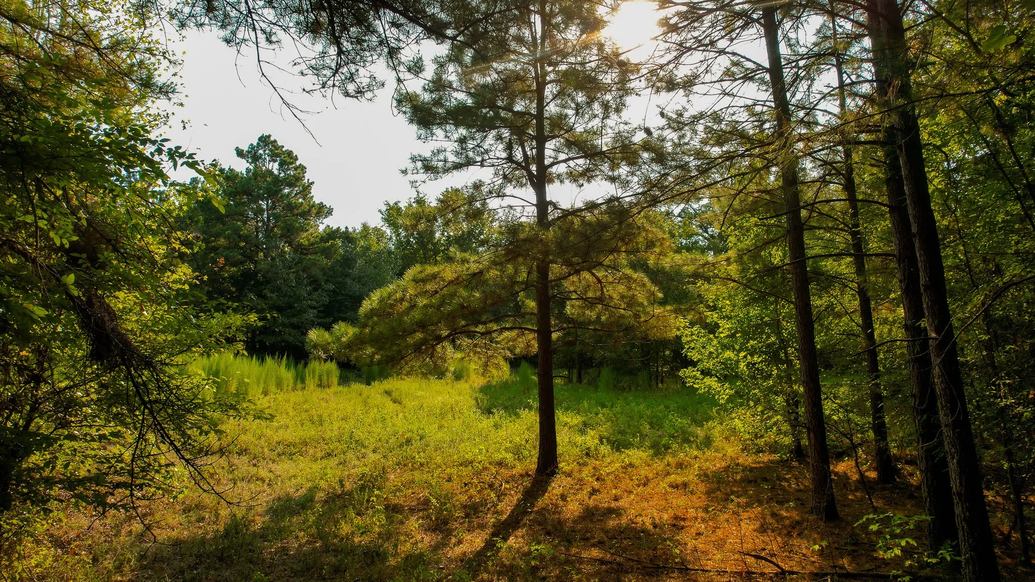 Unimproved Land For Sale in Red River (TX) County , 1763 FM 2118, Bagwell, Texas 75412, 0, 0, Garage spaces, 0 Sqft, built in 0, mls#21368753, Real Estate Agent in Bagwell, Homes For Sale in Red River (TX) county, Homes For Sale in Bagwell, Realtor in Bagwell Texas, Real Estate Brokerage Independent Realty Texas, Luminita Cordes Realtor