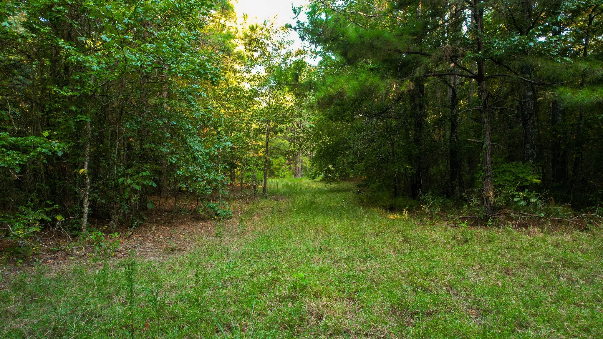 Unimproved Land For Sale in Red River (TX) County , 1763 FM 2118, Bagwell, Texas 75412, 0, 0, Garage spaces, 0 Sqft, built in 0, mls#21368753, Real Estate Agent in Bagwell, Homes For Sale in Red River (TX) county, Homes For Sale in Bagwell, Realtor in Bagwell Texas, Real Estate Brokerage Independent Realty Texas, Luminita Cordes Realtor