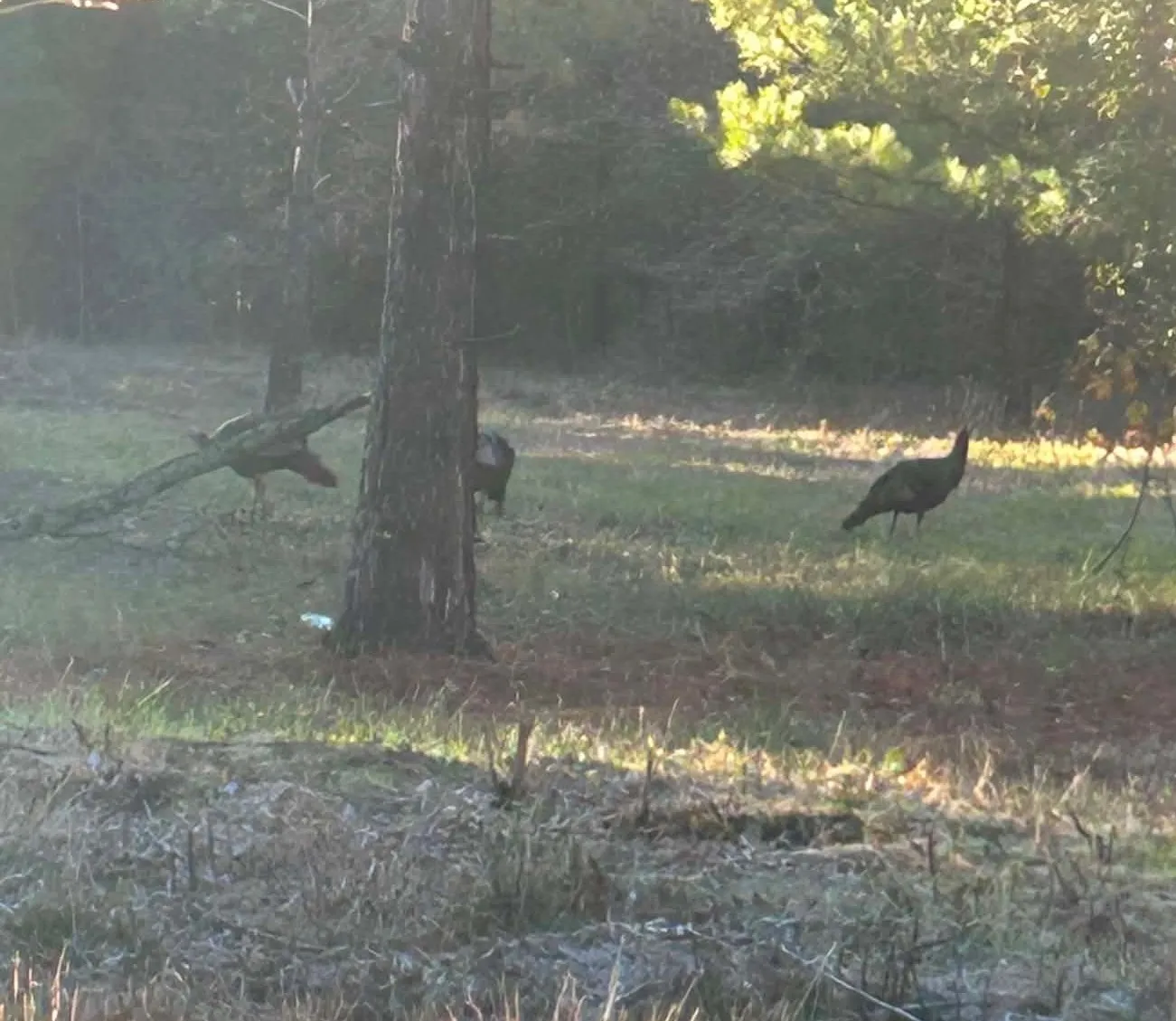 Unimproved Land For Sale in Red River (TX) County , 1763 FM 2118, Bagwell, Texas 75412, 0, 0, Garage spaces, 0 Sqft, built in 0, mls#21368753, Real Estate Agent in Bagwell, Homes For Sale in Red River (TX) county, Homes For Sale in Bagwell, Realtor in Bagwell Texas, Real Estate Brokerage Independent Realty Texas, Luminita Cordes Realtor