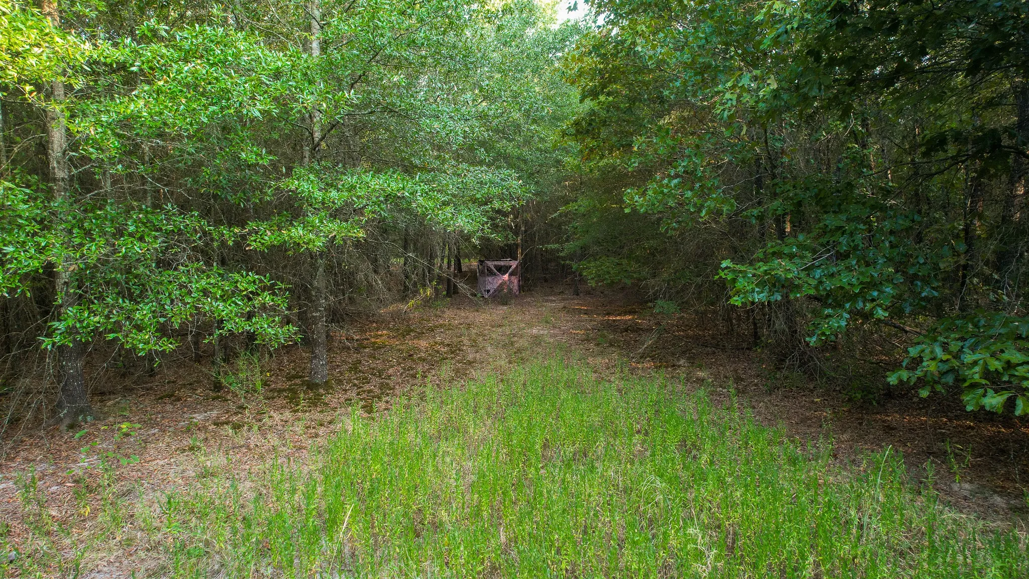 Unimproved Land For Sale in Red River (TX) County , 1763 FM 2118, Bagwell, Texas 75412, 0, 0, Garage spaces, 0 Sqft, built in 0, mls#21368753, Real Estate Agent in Bagwell, Homes For Sale in Red River (TX) county, Homes For Sale in Bagwell, Realtor in Bagwell Texas, Real Estate Brokerage Independent Realty Texas, Luminita Cordes Realtor