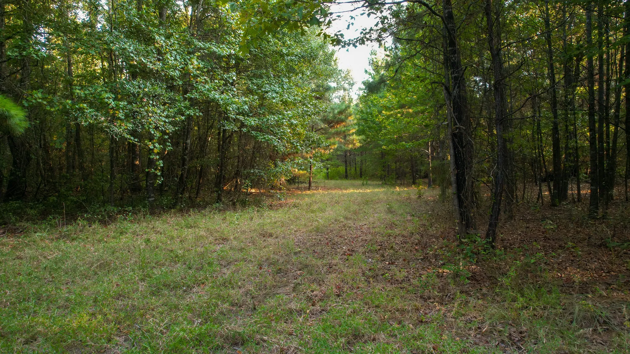 Unimproved Land For Sale in Red River (TX) County , 1763 FM 2118, Bagwell, Texas 75412, 0, 0, Garage spaces, 0 Sqft, built in 0, mls#21368753, Real Estate Agent in Bagwell, Homes For Sale in Red River (TX) county, Homes For Sale in Bagwell, Realtor in Bagwell Texas, Real Estate Brokerage Independent Realty Texas, Luminita Cordes Realtor