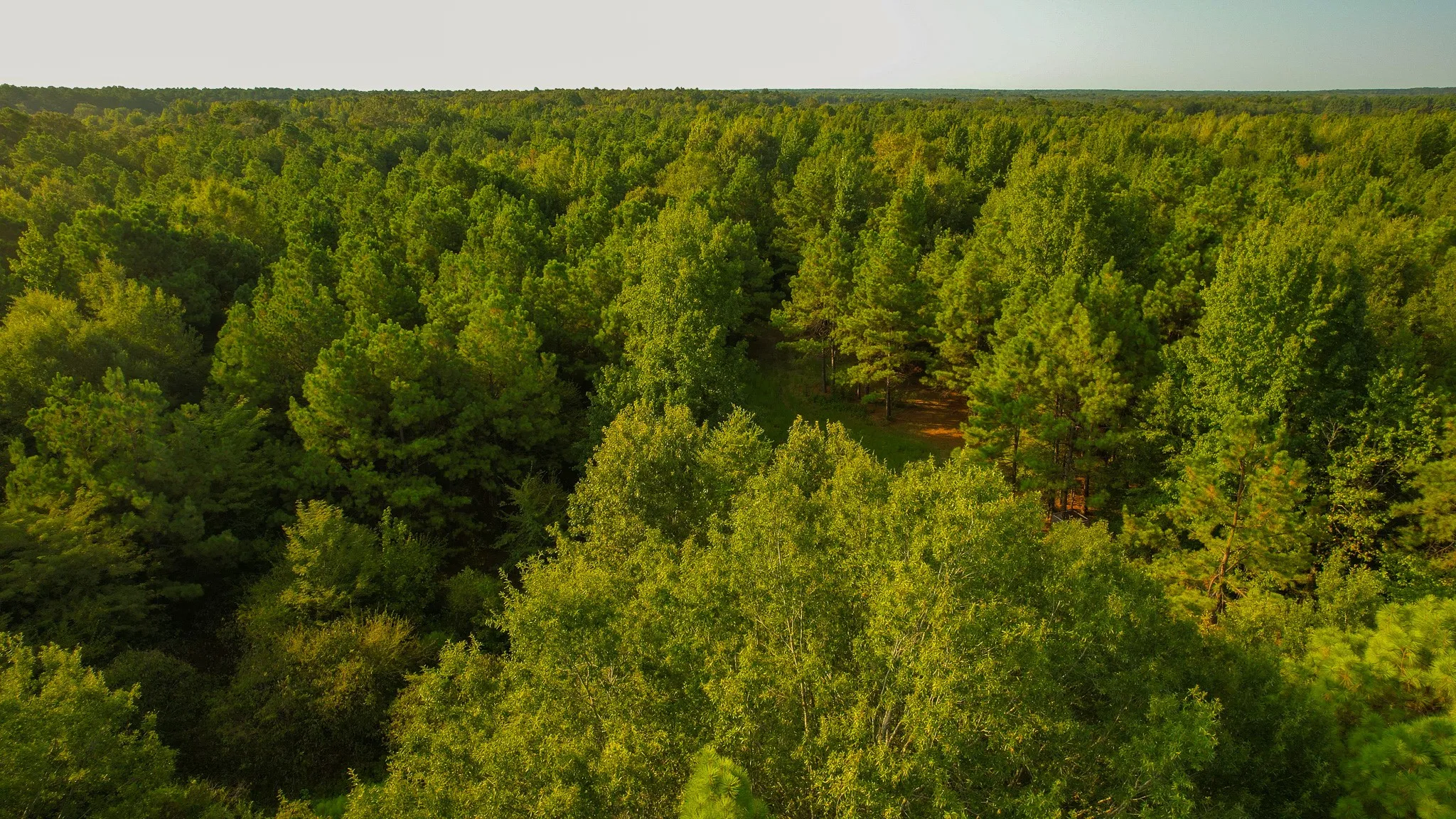 Unimproved Land For Sale in Red River (TX) County , 1763 FM 2118, Bagwell, Texas 75412, 0, 0, Garage spaces, 0 Sqft, built in 0, mls#21368753, Real Estate Agent in Bagwell, Homes For Sale in Red River (TX) county, Homes For Sale in Bagwell, Realtor in Bagwell Texas, Real Estate Brokerage Independent Realty Texas, Luminita Cordes Realtor