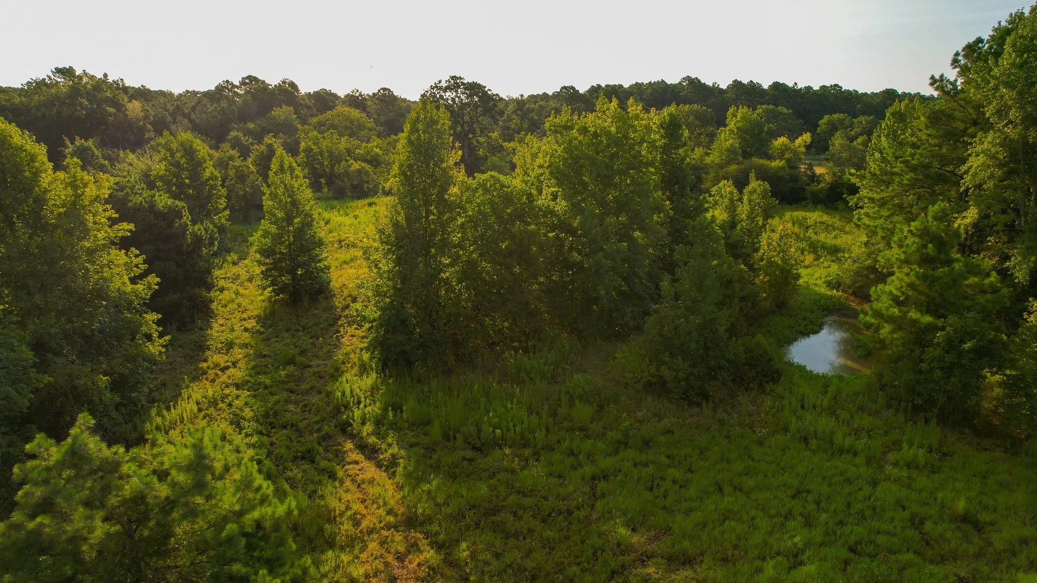Unimproved Land For Sale in Red River (TX) County , 1763 FM 2118, Bagwell, Texas 75412, 0, 0, Garage spaces, 0 Sqft, built in 0, mls#21368753, Real Estate Agent in Bagwell, Homes For Sale in Red River (TX) county, Homes For Sale in Bagwell, Realtor in Bagwell Texas, Real Estate Brokerage Independent Realty Texas, Luminita Cordes Realtor