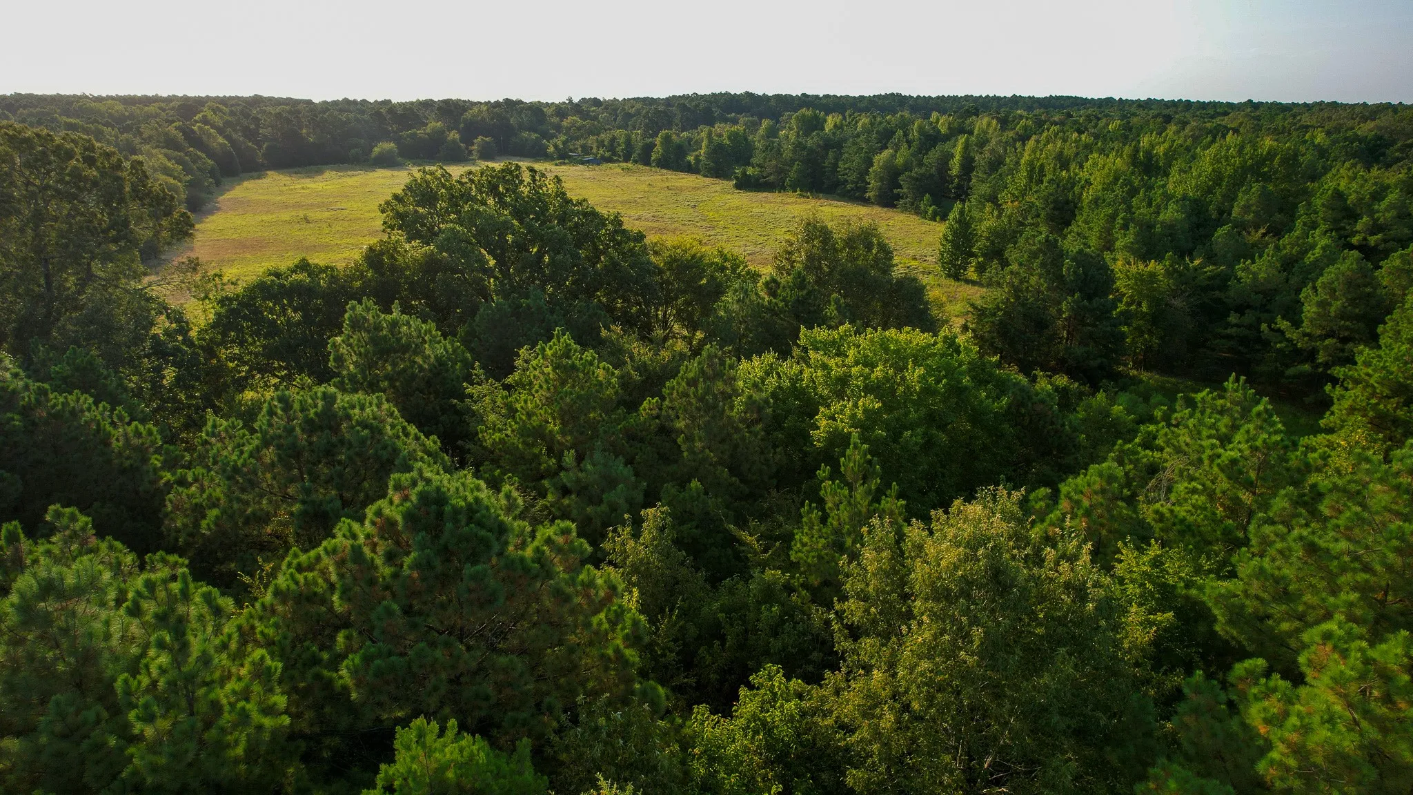 Unimproved Land For Sale in Red River (TX) County , 1763 FM 2118, Bagwell, Texas 75412, 0, 0, Garage spaces, 0 Sqft, built in 0, mls#21368753, Real Estate Agent in Bagwell, Homes For Sale in Red River (TX) county, Homes For Sale in Bagwell, Realtor in Bagwell Texas, Real Estate Brokerage Independent Realty Texas, Luminita Cordes Realtor