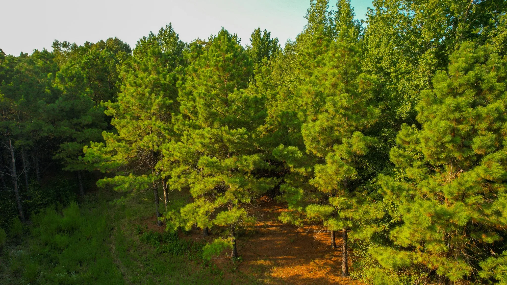 Unimproved Land For Sale in Red River (TX) County , 1763 FM 2118, Bagwell, Texas 75412, 0, 0, Garage spaces, 0 Sqft, built in 0, mls#21368753, Real Estate Agent in Bagwell, Homes For Sale in Red River (TX) county, Homes For Sale in Bagwell, Realtor in Bagwell Texas, Real Estate Brokerage Independent Realty Texas, Luminita Cordes Realtor