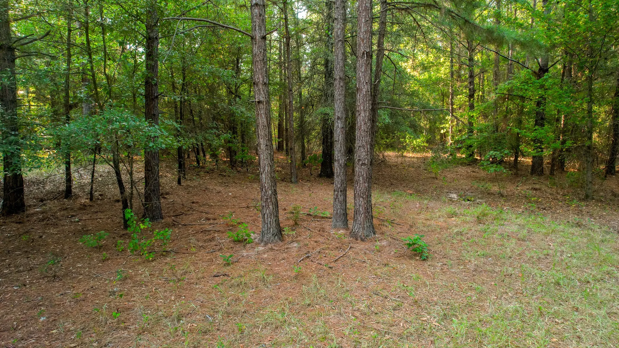 Unimproved Land For Sale in Red River (TX) County , 1763 FM 2118, Bagwell, Texas 75412, 0, 0, Garage spaces, 0 Sqft, built in 0, mls#21368753, Real Estate Agent in Bagwell, Homes For Sale in Red River (TX) county, Homes For Sale in Bagwell, Realtor in Bagwell Texas, Real Estate Brokerage Independent Realty Texas, Luminita Cordes Realtor