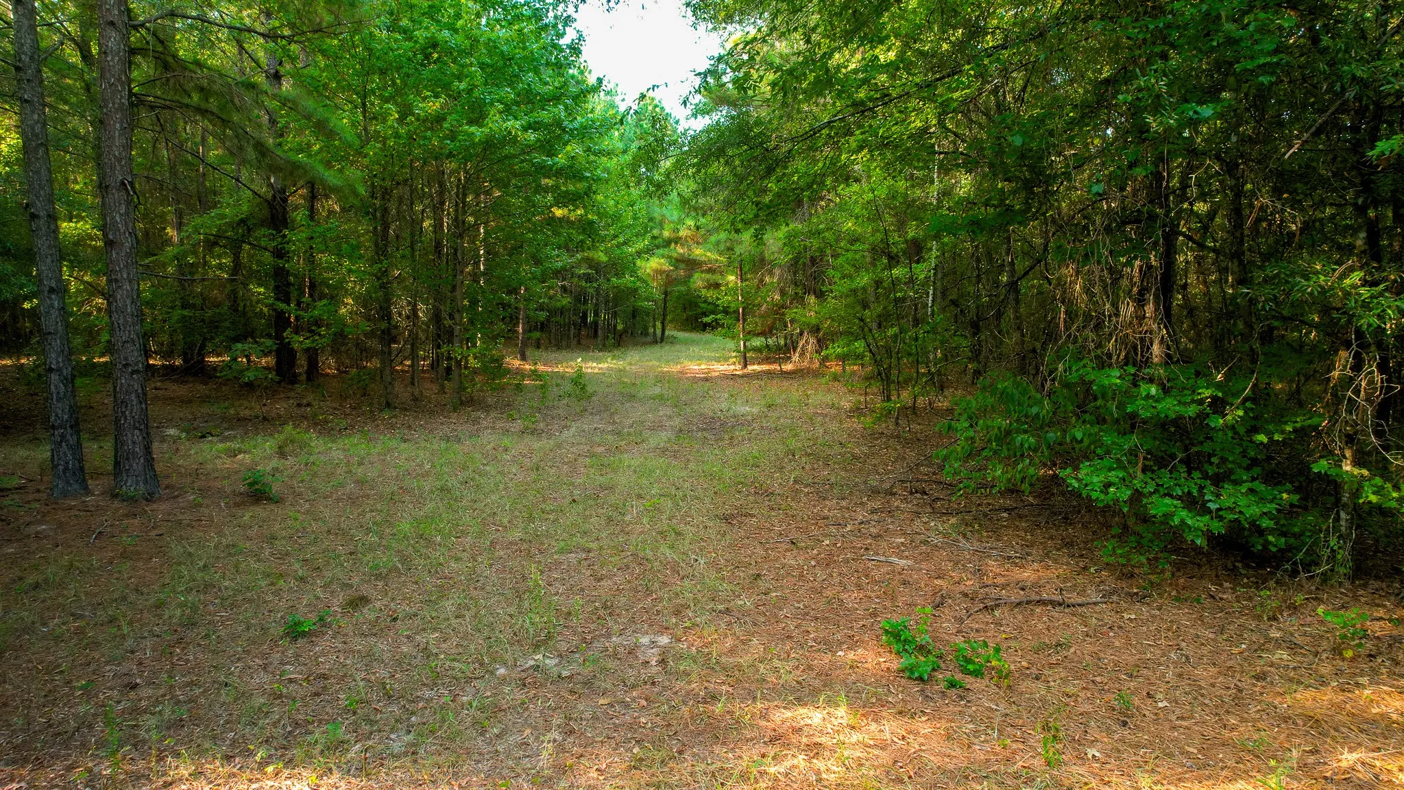 Unimproved Land For Sale in Red River (TX) County , 1763 FM 2118, Bagwell, Texas 75412, 0, 0, Garage spaces, 0 Sqft, built in 0, mls#21368753, Real Estate Agent in Bagwell, Homes For Sale in Red River (TX) county, Homes For Sale in Bagwell, Realtor in Bagwell Texas, Real Estate Brokerage Independent Realty Texas, Luminita Cordes Realtor