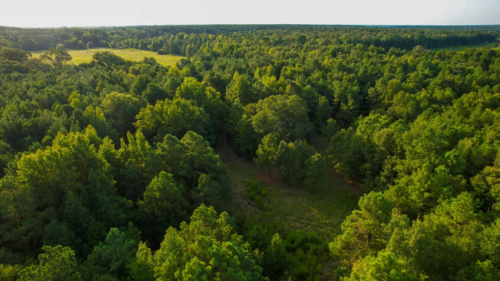 Unimproved Land For Sale in Red River (TX) County , 1763 FM 2118, Bagwell, Texas 75412, 0, 0, Garage spaces, 0 Sqft, built in 0, mls#21368753, Real Estate Agent in Bagwell, Homes For Sale in Red River (TX) county, Homes For Sale in Bagwell, Realtor in Bagwell Texas, Real Estate Brokerage Independent Realty Texas, Luminita Cordes Realtor