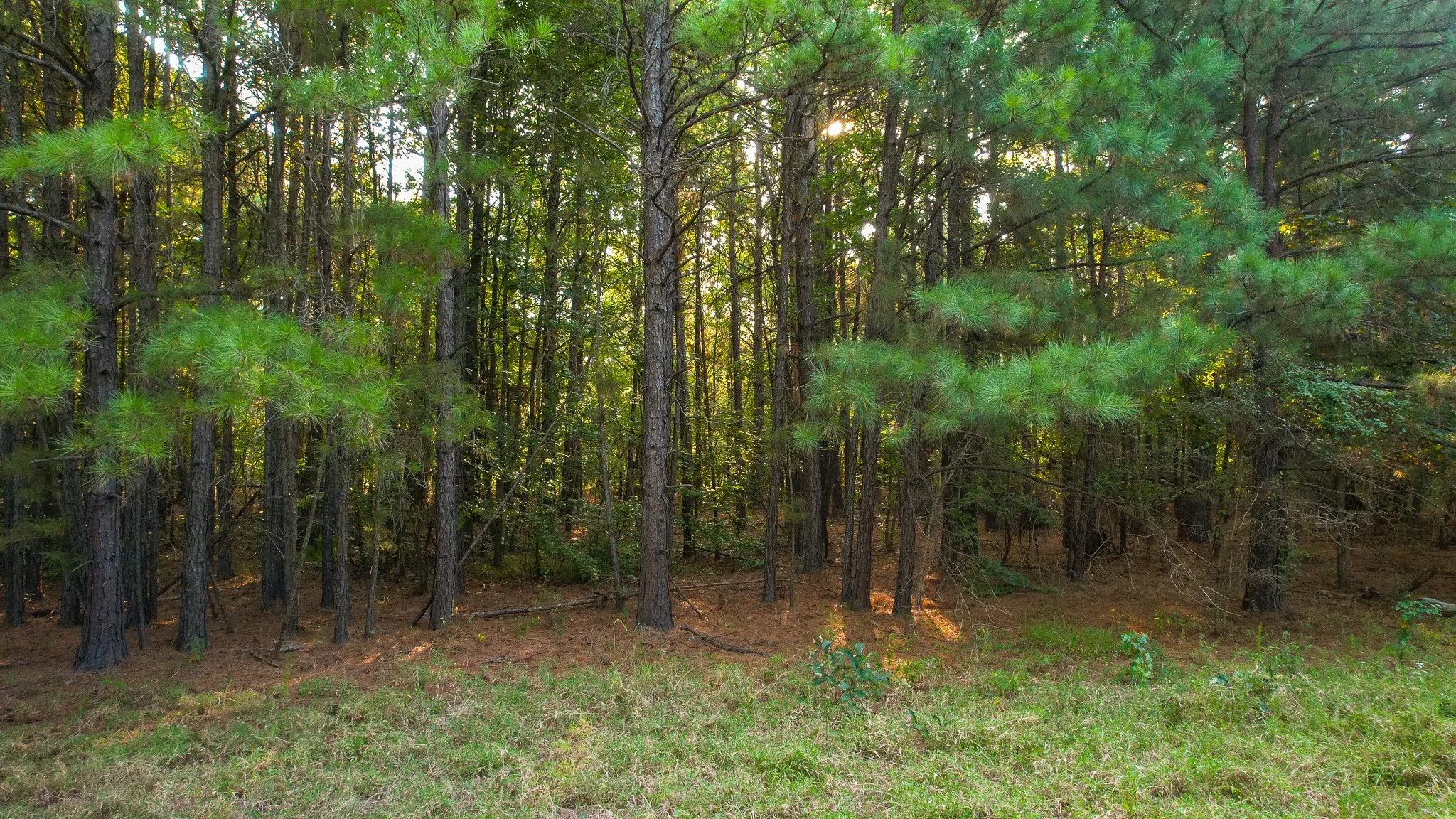 Unimproved Land For Sale in Red River (TX) County , 1763 FM 2118, Bagwell, Texas 75412, 0, 0, Garage spaces, 0 Sqft, built in 0, mls#21368753, Real Estate Agent in Bagwell, Homes For Sale in Red River (TX) county, Homes For Sale in Bagwell, Realtor in Bagwell Texas, Real Estate Brokerage Independent Realty Texas, Luminita Cordes Realtor