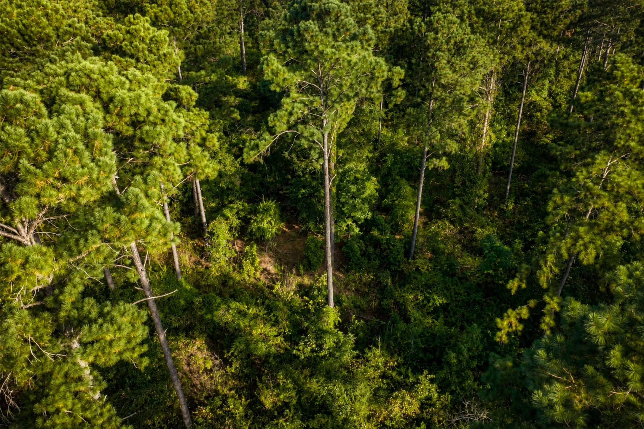 Unimproved Land For Sale in Anderson County , 00 State Highway 294, Elkhart, Texas 75839, 0, 0, Garage spaces, 0 Sqft, built in 0, mls#21368752, Real Estate Agent in Elkhart, Homes For Sale in Anderson county, Homes For Sale in Elkhart, Realtor in Elkhart Texas, Real Estate Brokerage Independent Realty Texas, Luminita Cordes Realtor