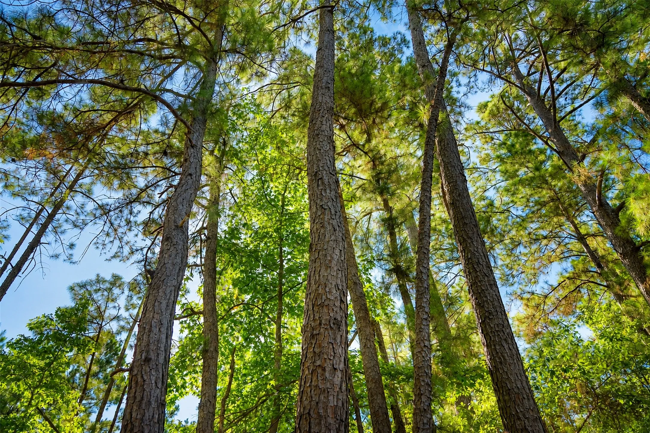 Unimproved Land For Sale in Anderson County , 00 State Highway 294, Elkhart, Texas 75839, 0, 0, Garage spaces, 0 Sqft, built in 0, mls#21368752, Real Estate Agent in Elkhart, Homes For Sale in Anderson county, Homes For Sale in Elkhart, Realtor in Elkhart Texas, Real Estate Brokerage Independent Realty Texas, Luminita Cordes Realtor