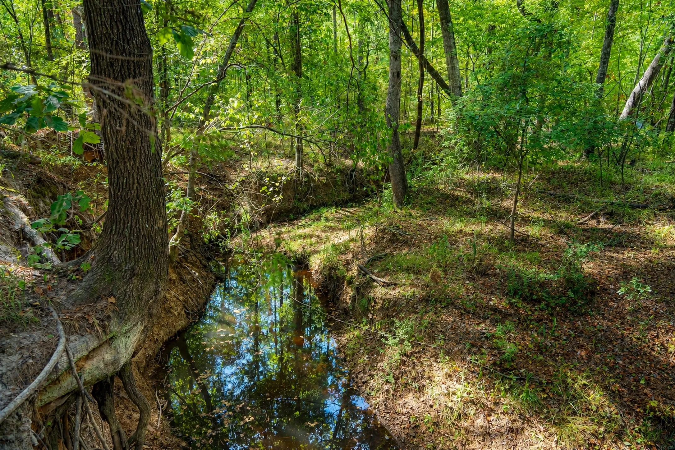 Unimproved Land For Sale in Anderson County , 00 State Highway 294, Elkhart, Texas 75839, 0, 0, Garage spaces, 0 Sqft, built in 0, mls#21368752, Real Estate Agent in Elkhart, Homes For Sale in Anderson county, Homes For Sale in Elkhart, Realtor in Elkhart Texas, Real Estate Brokerage Independent Realty Texas, Luminita Cordes Realtor