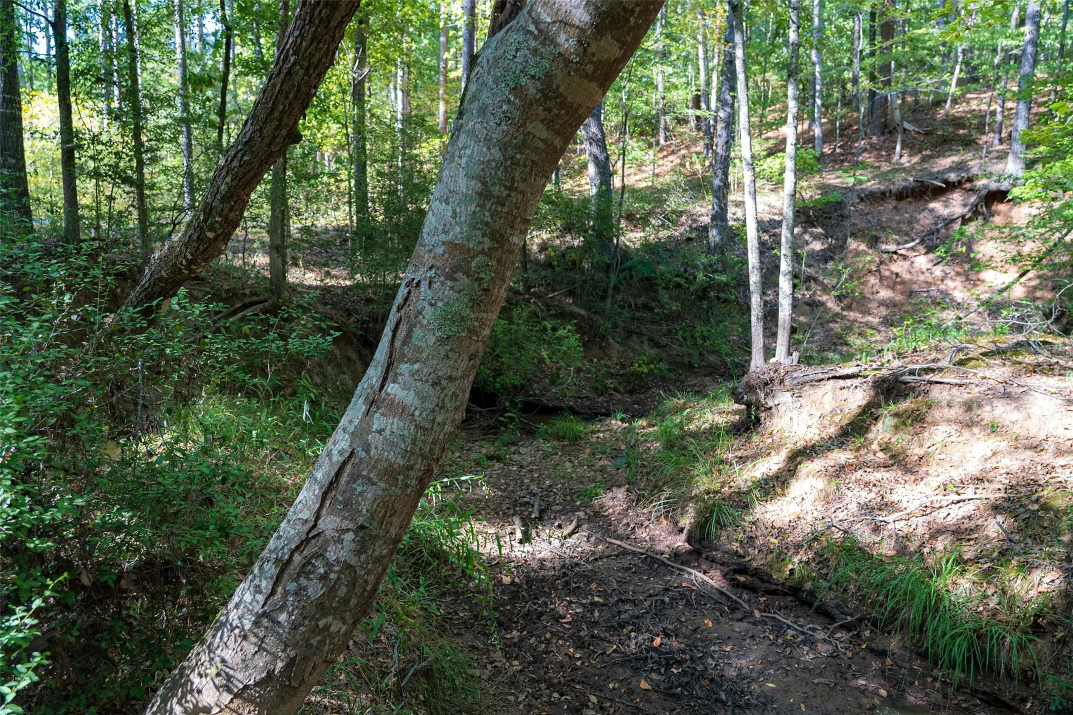 Unimproved Land For Sale in Anderson County , 00 State Highway 294, Elkhart, Texas 75839, 0, 0, Garage spaces, 0 Sqft, built in 0, mls#21368752, Real Estate Agent in Elkhart, Homes For Sale in Anderson county, Homes For Sale in Elkhart, Realtor in Elkhart Texas, Real Estate Brokerage Independent Realty Texas, Luminita Cordes Realtor